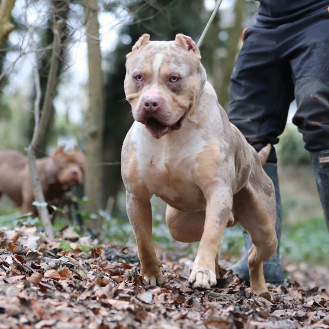 Ghost mâle bully xl trico merle lilac tri merle - illicit bullys ghost