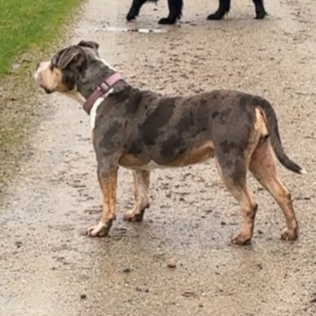 Meili femelle bully xl trico silver merle