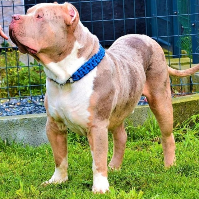 Rollo mâle bully xl merle lilac merle tri ghost aux yeux bleus