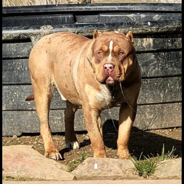 Tao mâle bully xl trico choco