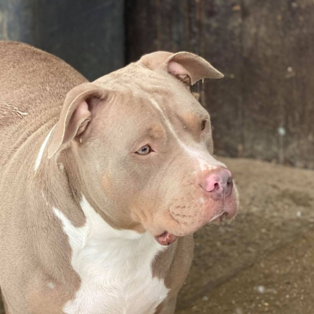 Tessa femelle bully xl trico trico lilac ghost aux yeux bleus