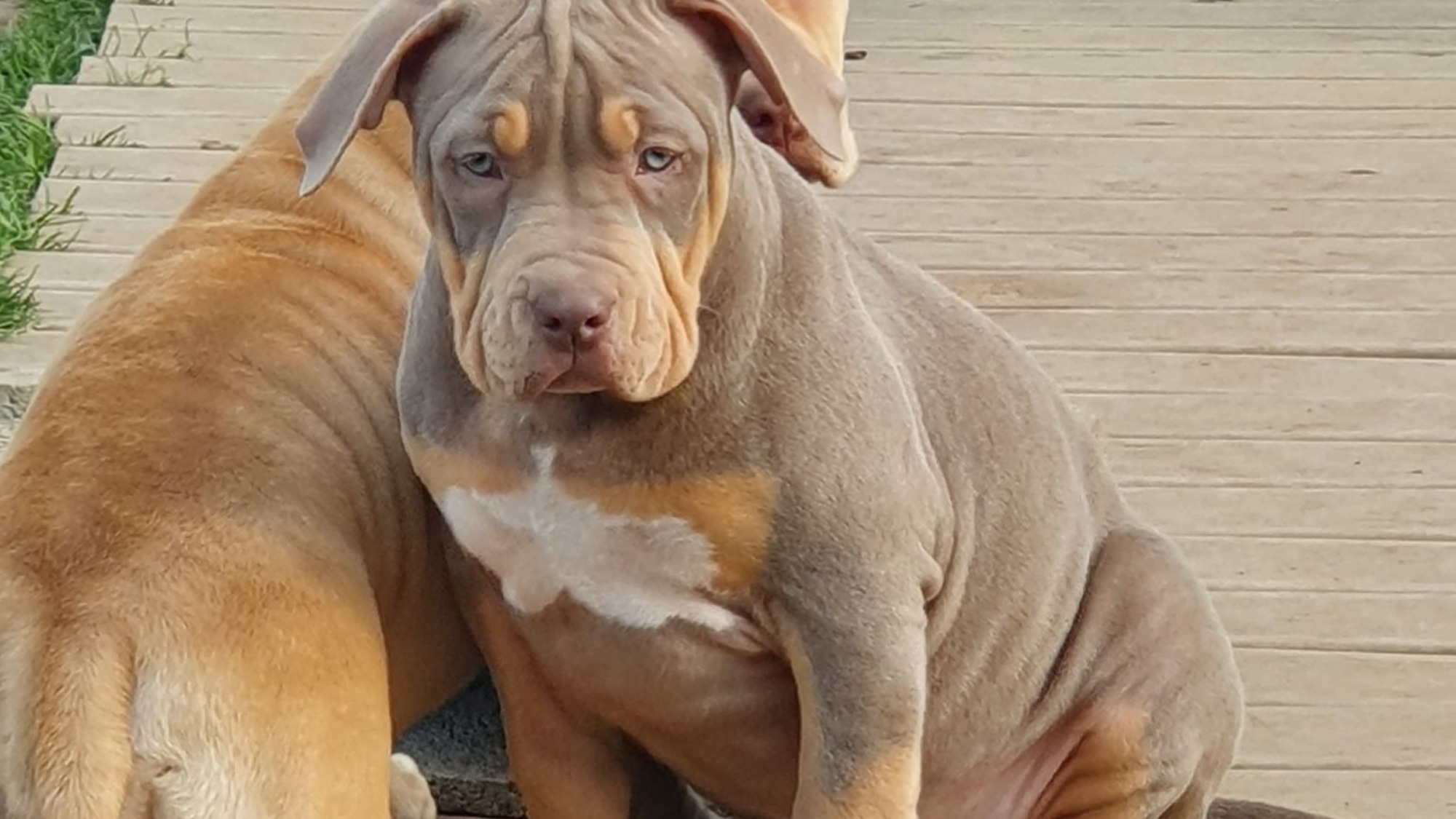 Chiot femelle bully xl trico lilac Chiot femelle bully xl trico trico lilac aux yeux bleus