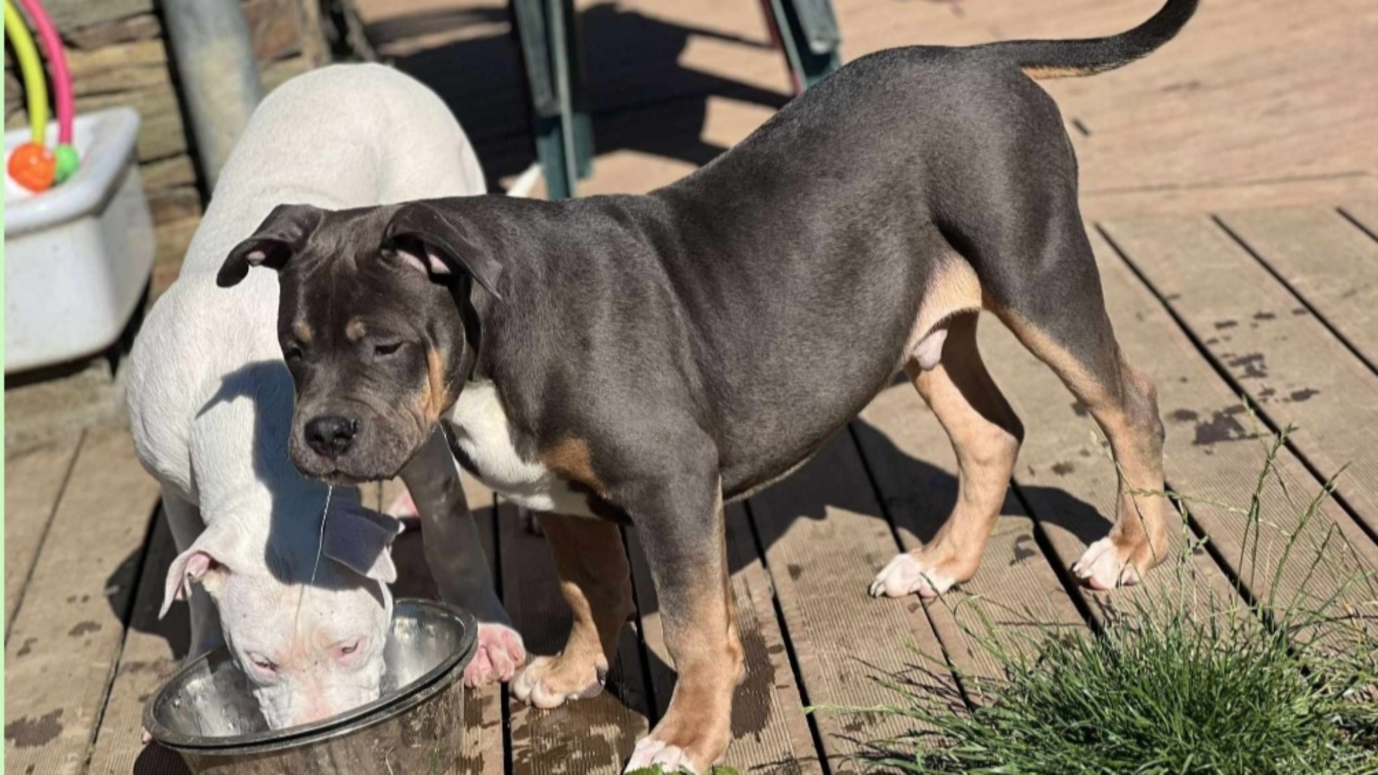 Big mac mâle bully xl trico bleu Chiot mâle bully xl trico trico bleu