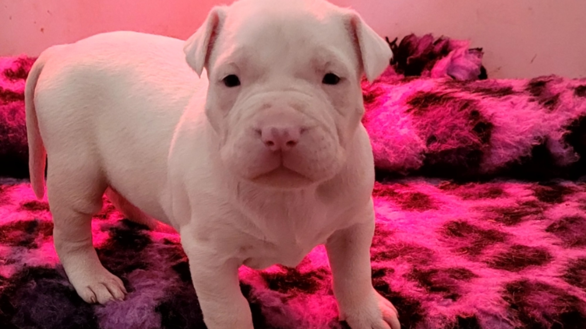 Eve femelle bully xl blanche Chiot femelle bully xl blanche