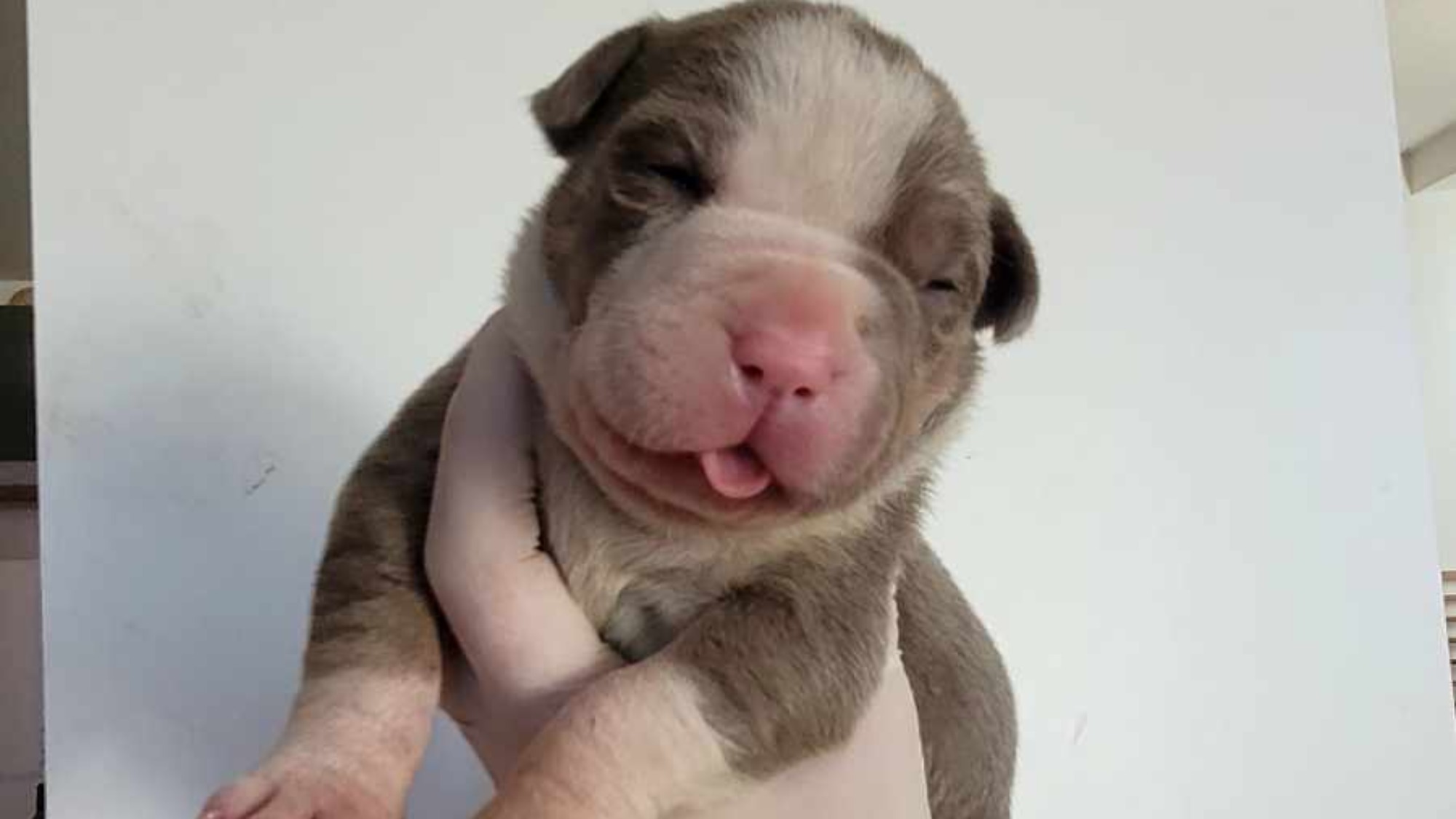 Chiot femelle bully xl trico lilac Chiot femelle bully xl trico lilac aux yeux marron-vert