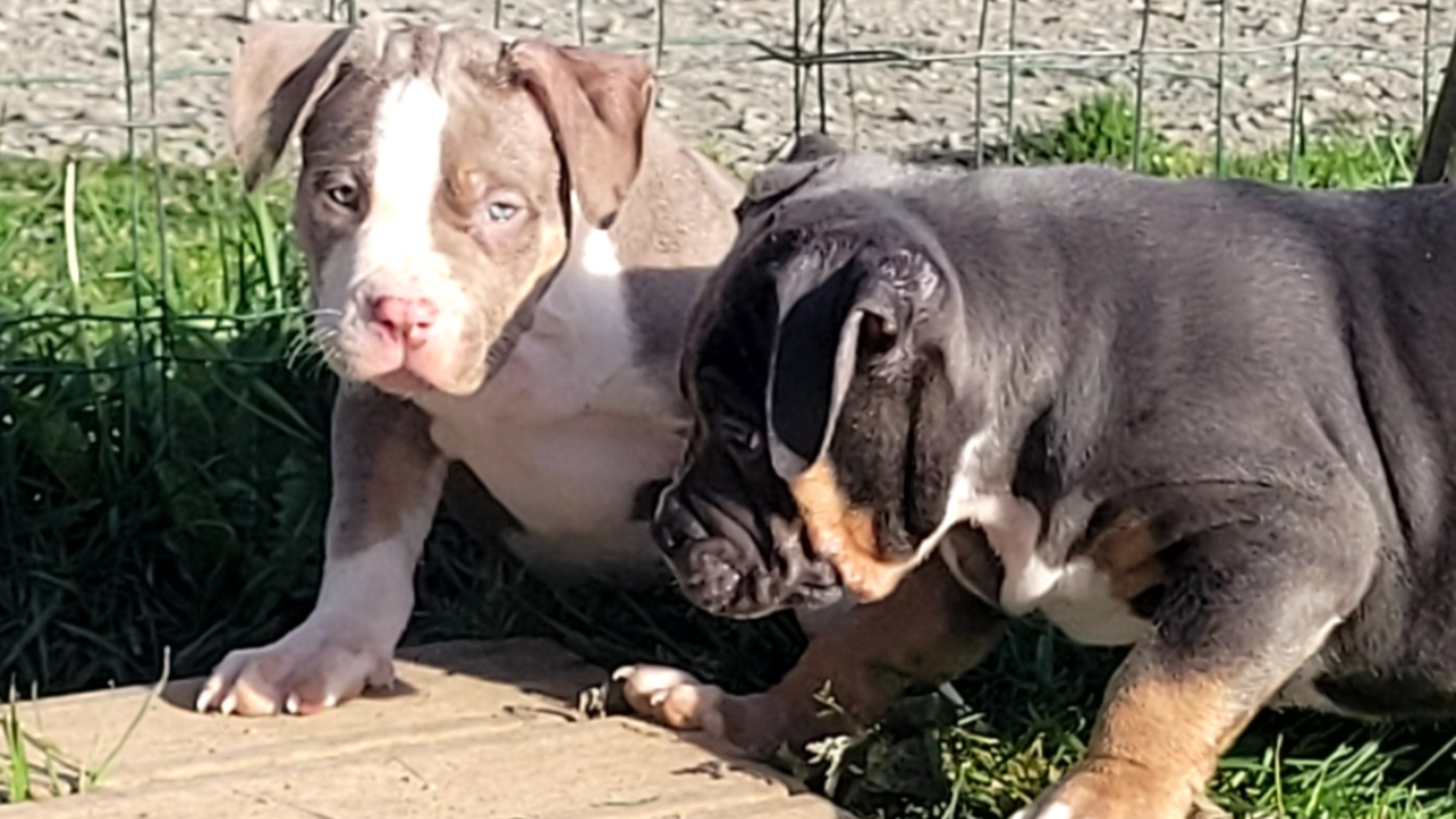 Chiot femelle bully xl trico lilac Chiot femelle bully xl trico trico lilac aux yeux marron-vert