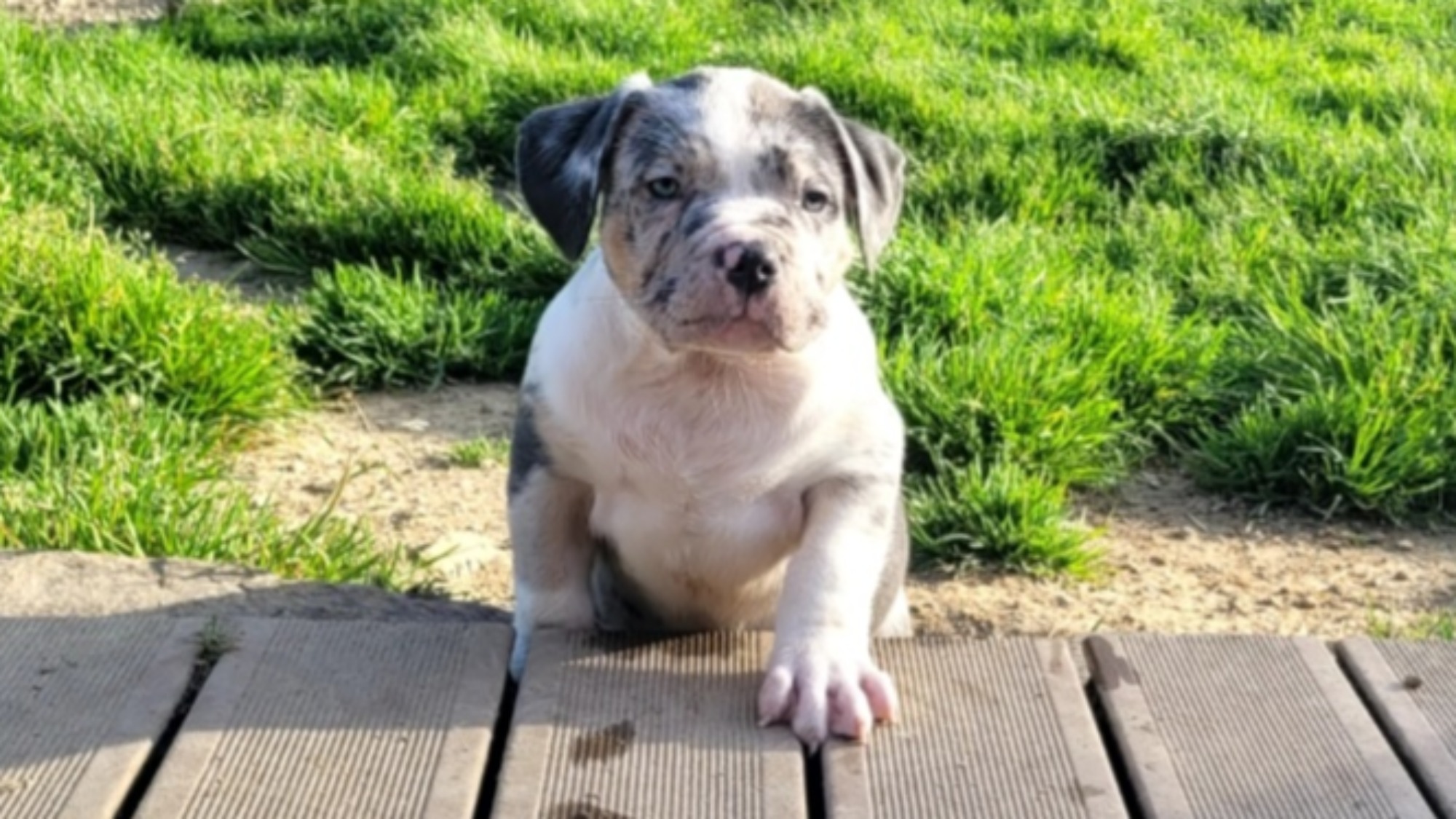 Mc cain dit victime mâle bully xl trico silver merle Chiot mâle bully xl trico merle trico silver merle