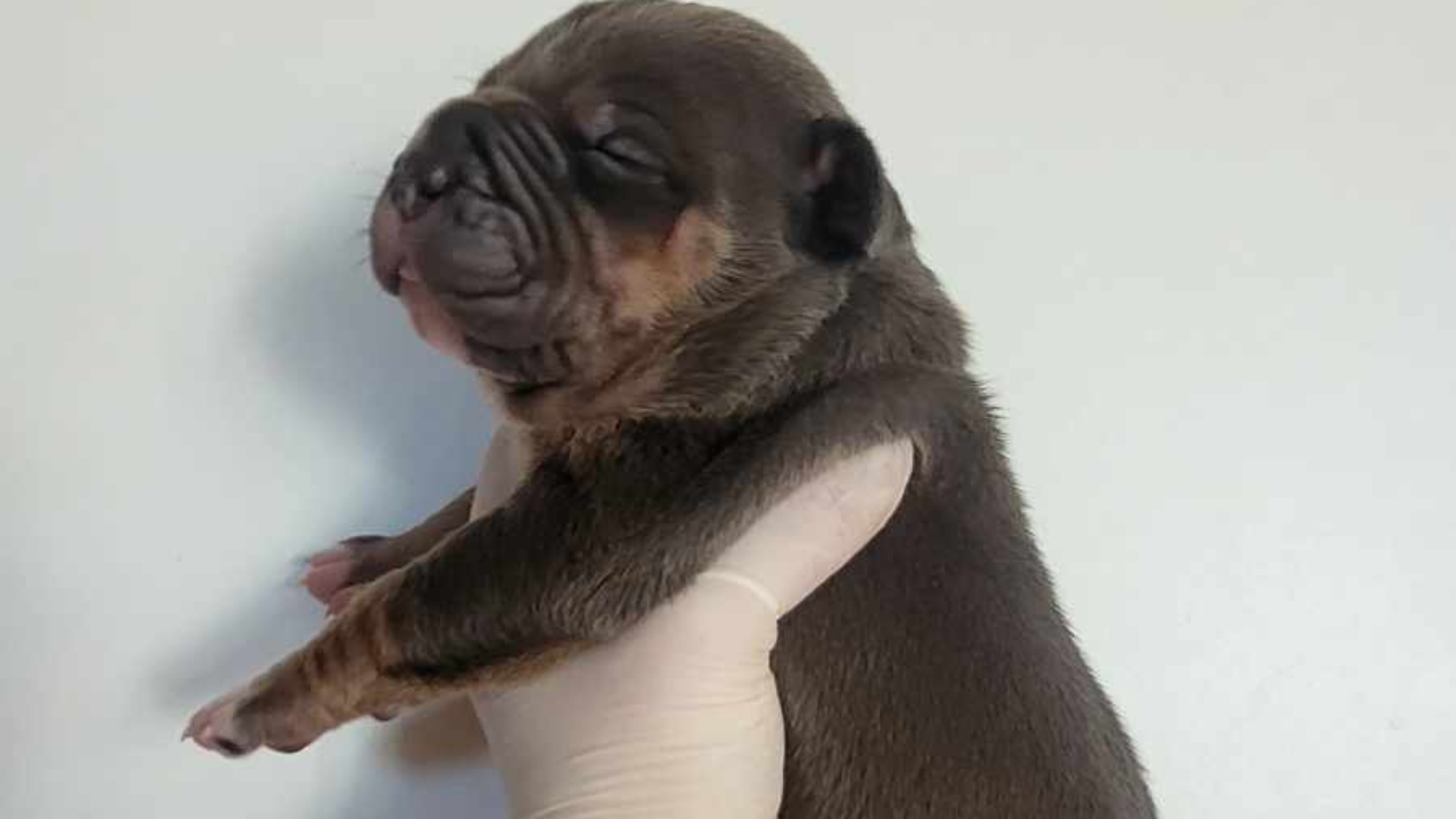 Chiot mâle bully xl trico trico bleu aux yeux gris-bleu