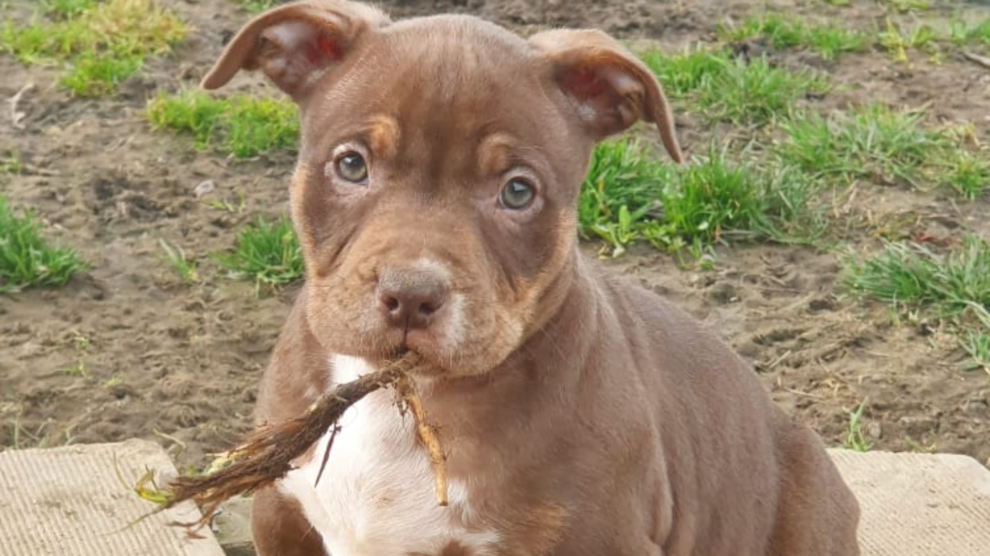 Chiot femelle bully micro trindle choco Chiot femelle bully micro trico trindle choco aux yeux verts