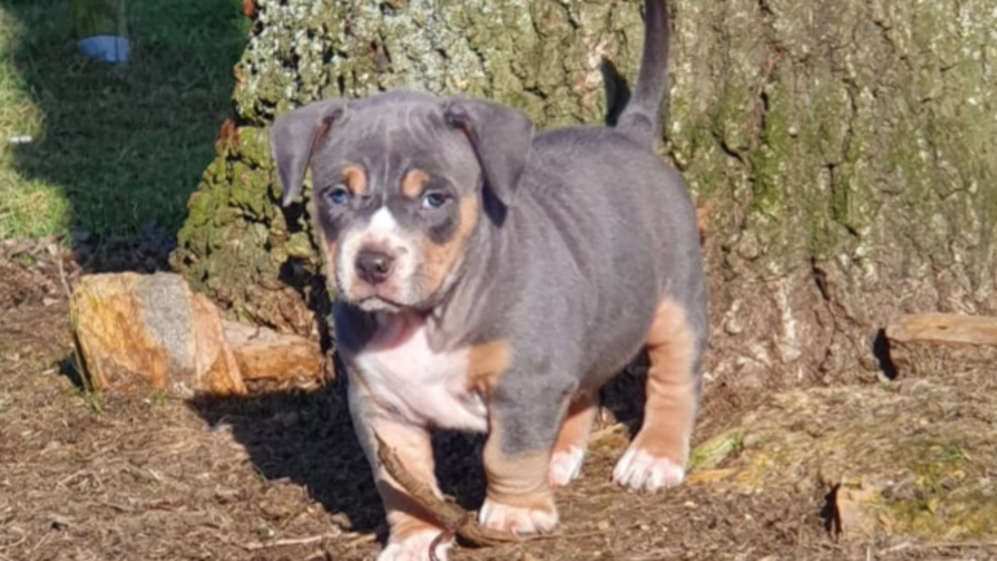 Chiot femelle bully micro trico bleu Chiot femelle bully micro trico trico bleu aux yeux bleus