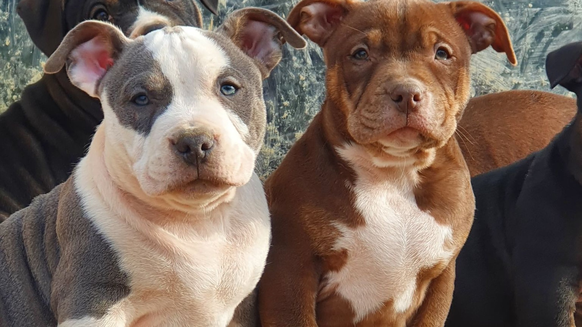 Chiot mâle bully micro trico trindle bleu