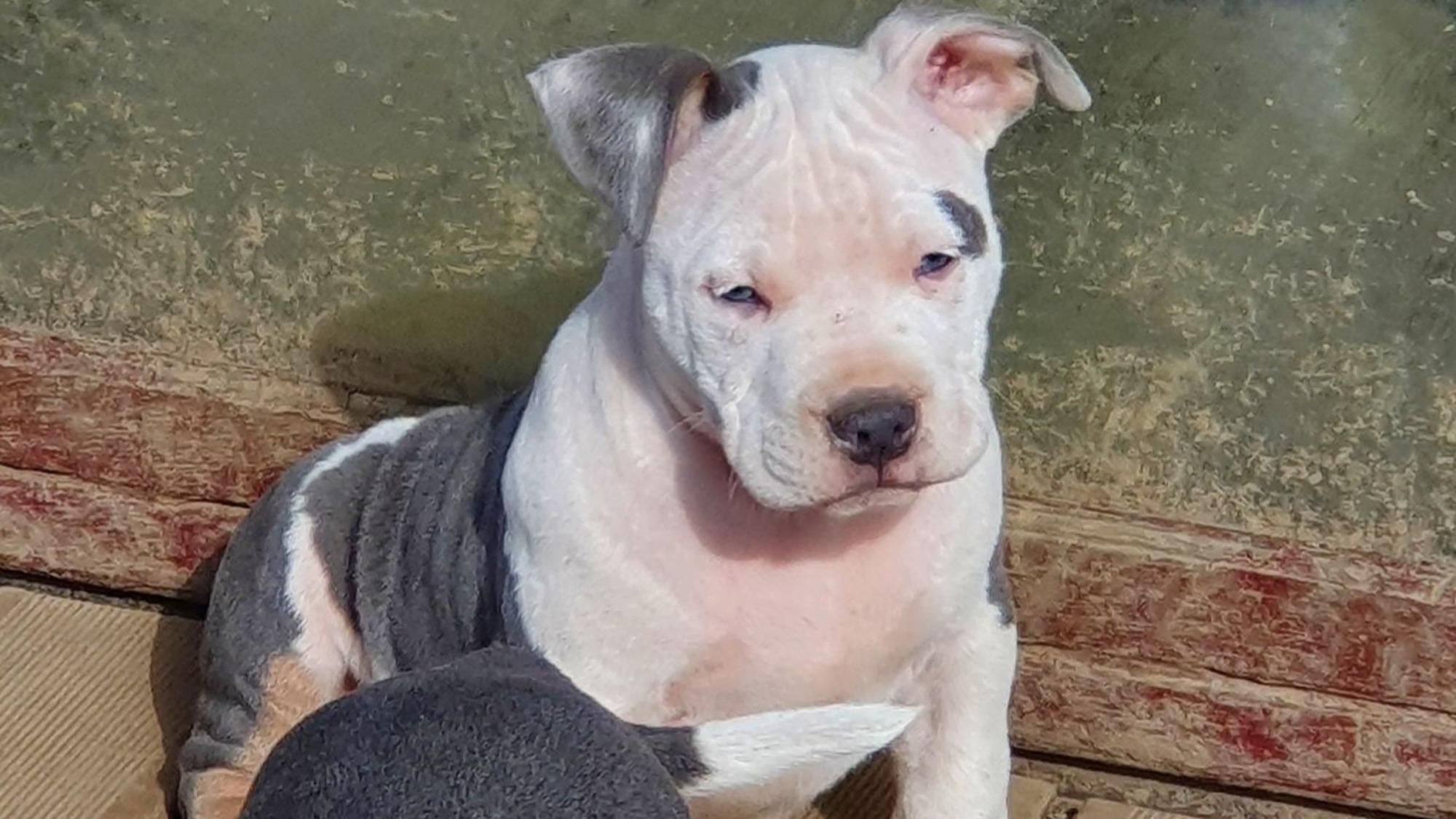Chiot mâle bully micro trico trico bleu