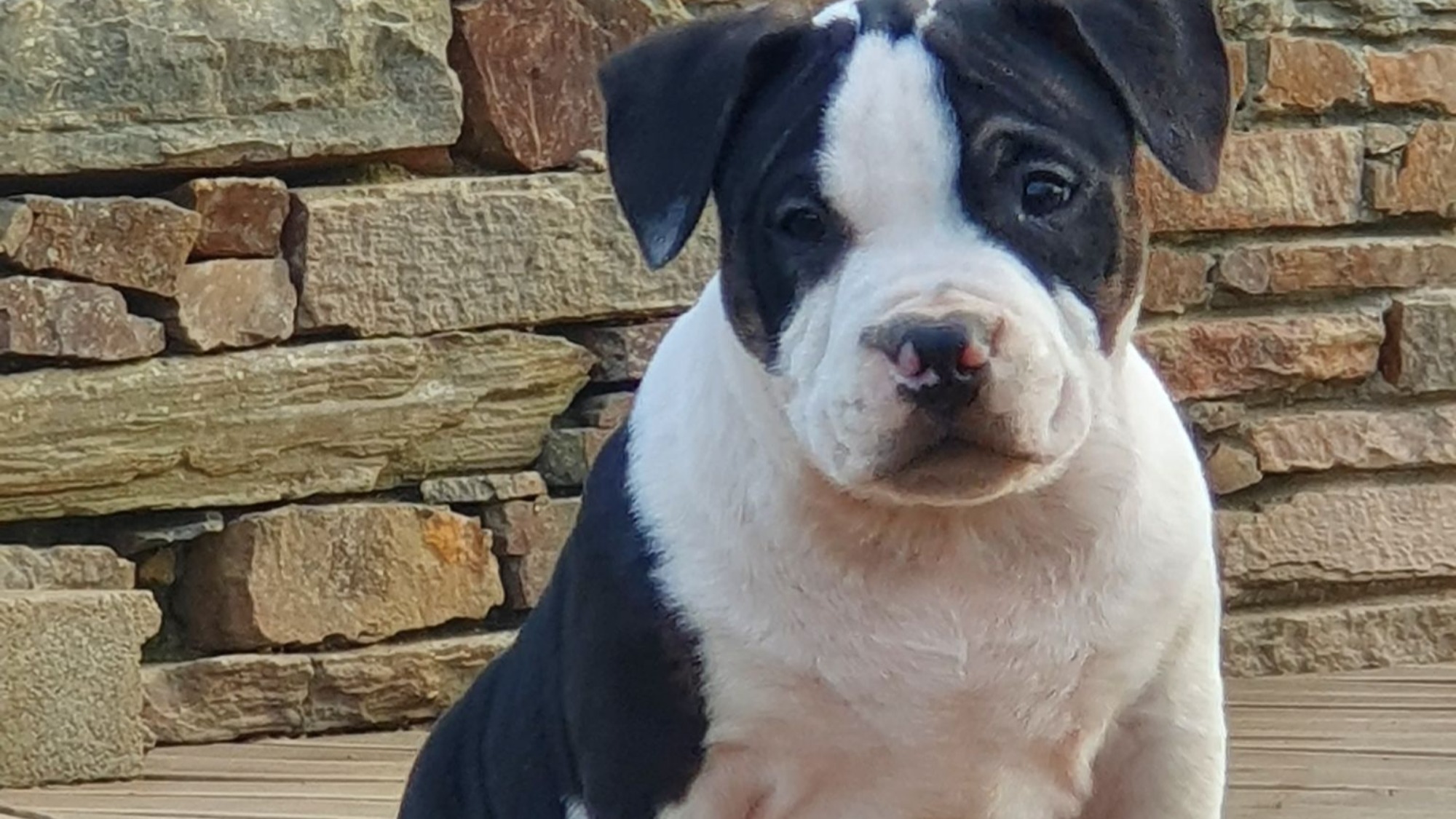 Chiot mâle bully micro trico trindle noir