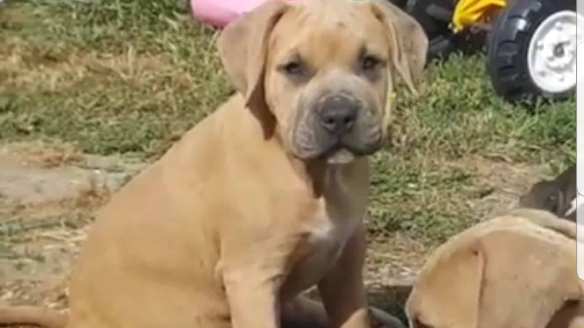 Woops femelle bully xl fauve Chiot femelle bully xl fauve