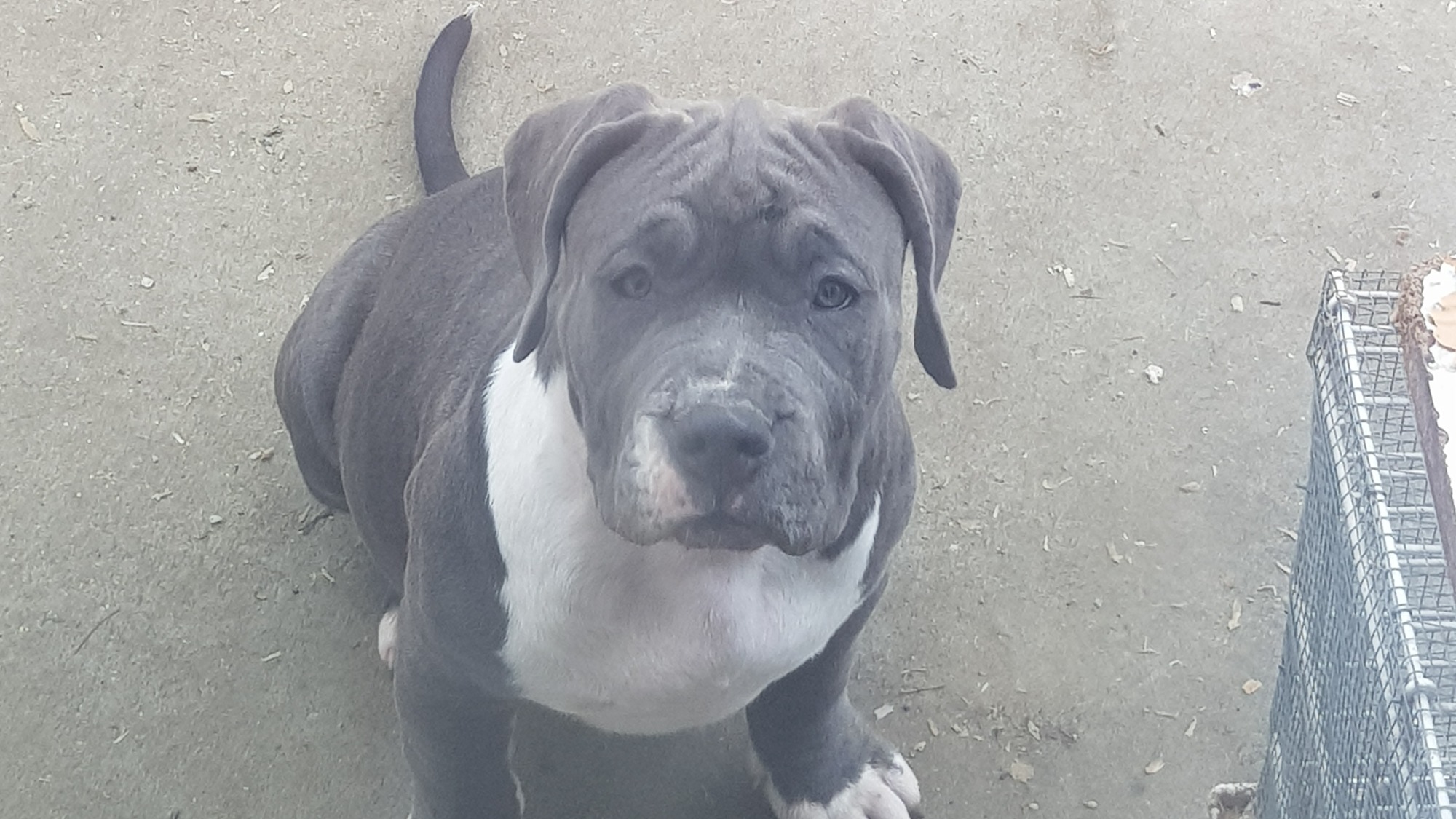 Fleche femelle bully xl bleue Chiot femelle bully xl bleue