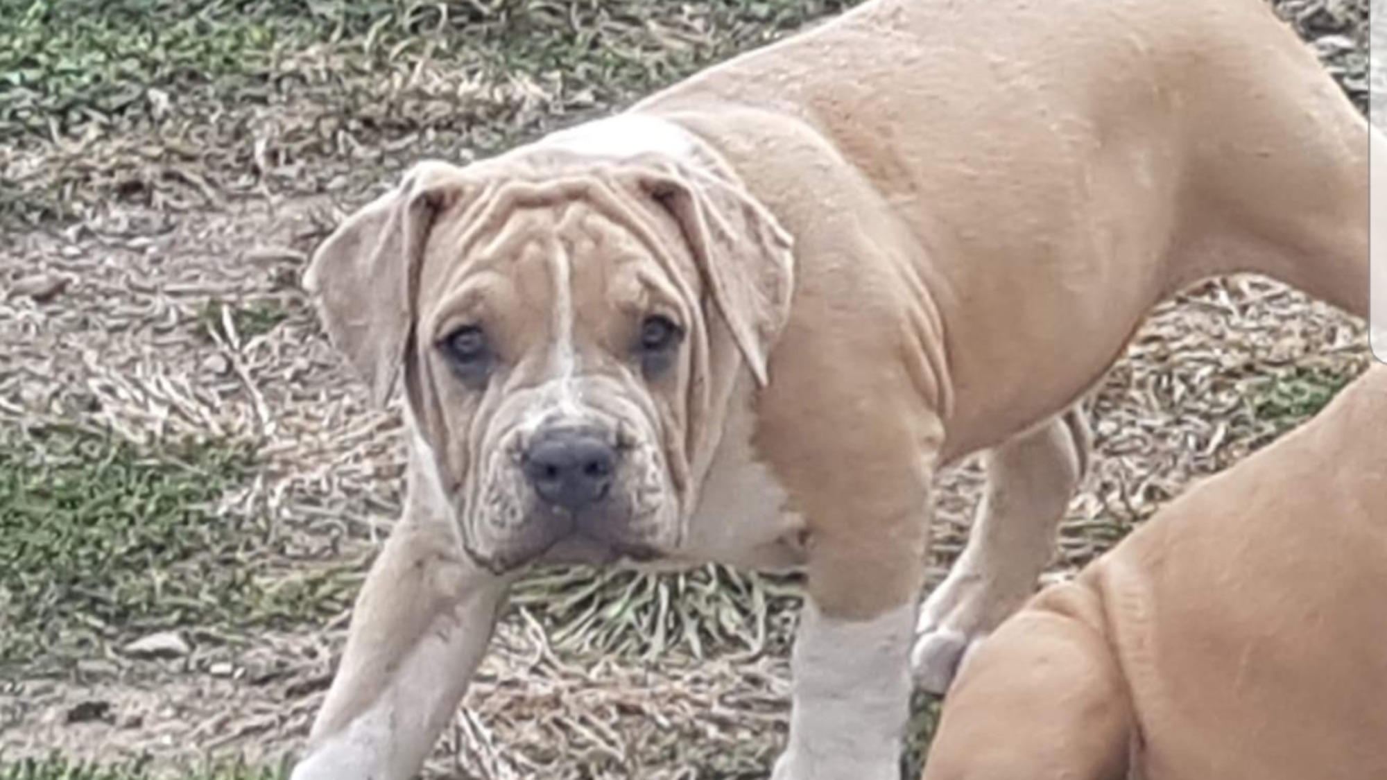 Cacahuète femelle bully xl fauve-blanc Chiot femelle bully xl fauve-blanc