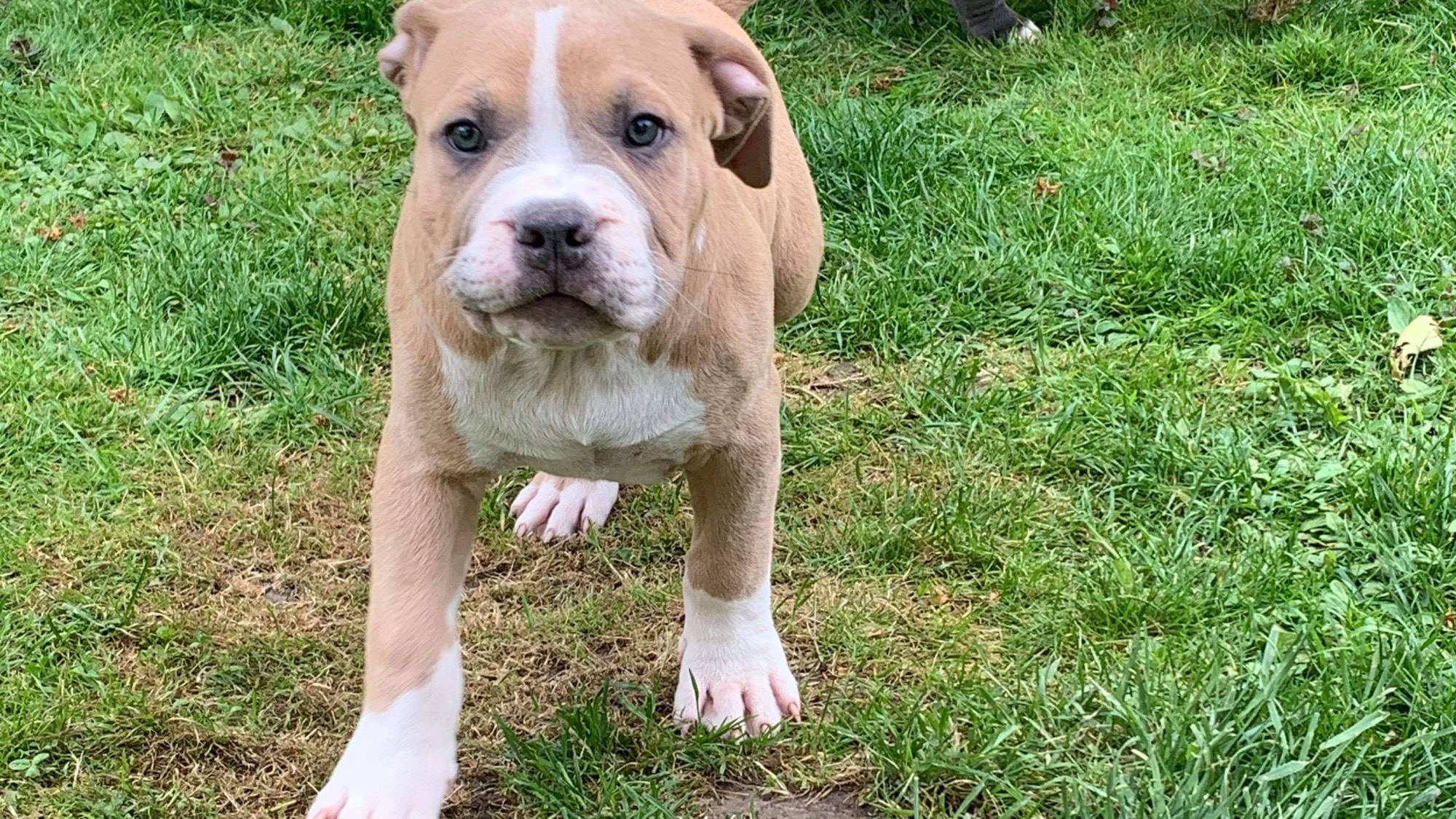 Chiot mâle bully xl fawn Chiot mâle bully xl fawn