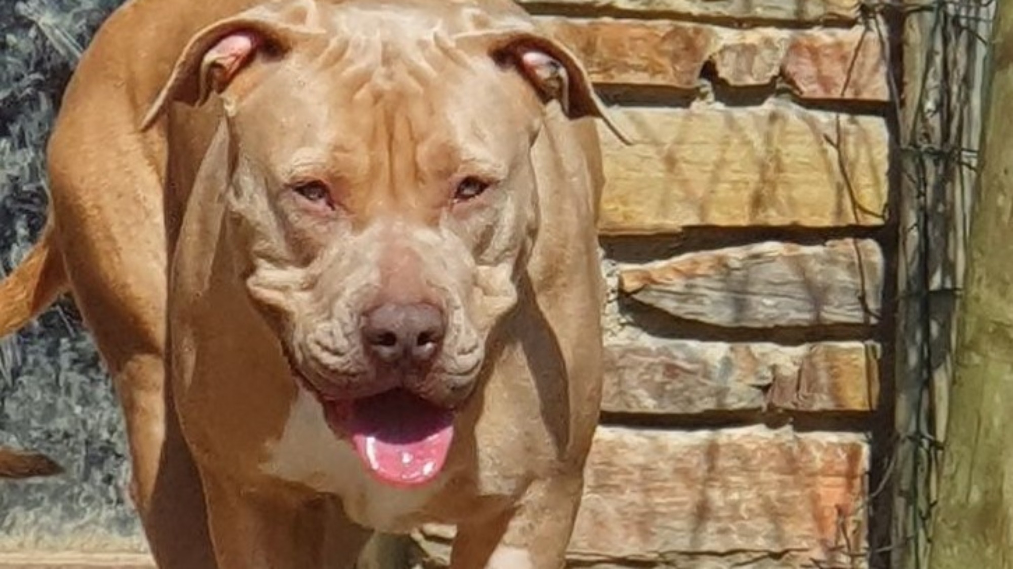 Alba femelle bully xl champagne Chiot femelle bully xl champagne