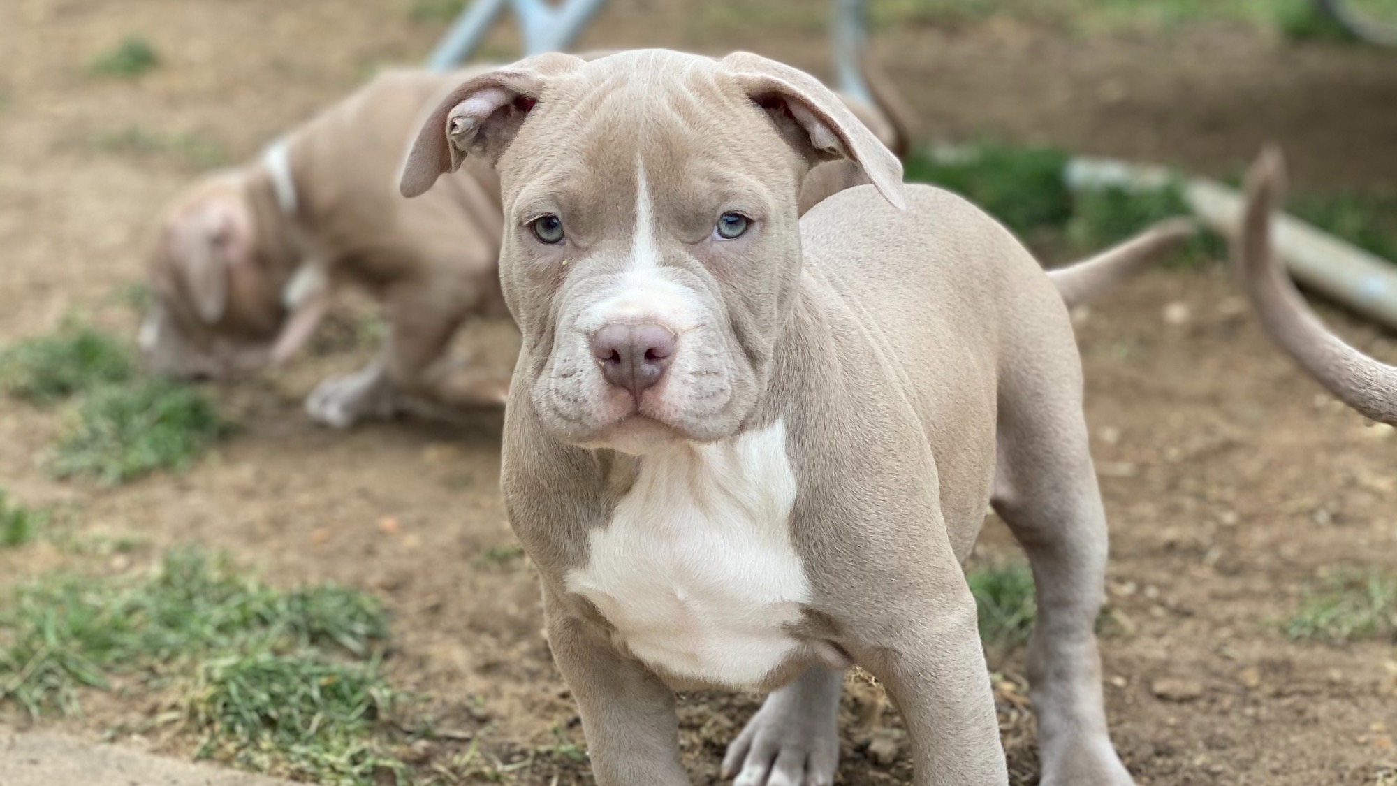 Chiot femelle bully xl Chiot femelle bully xl