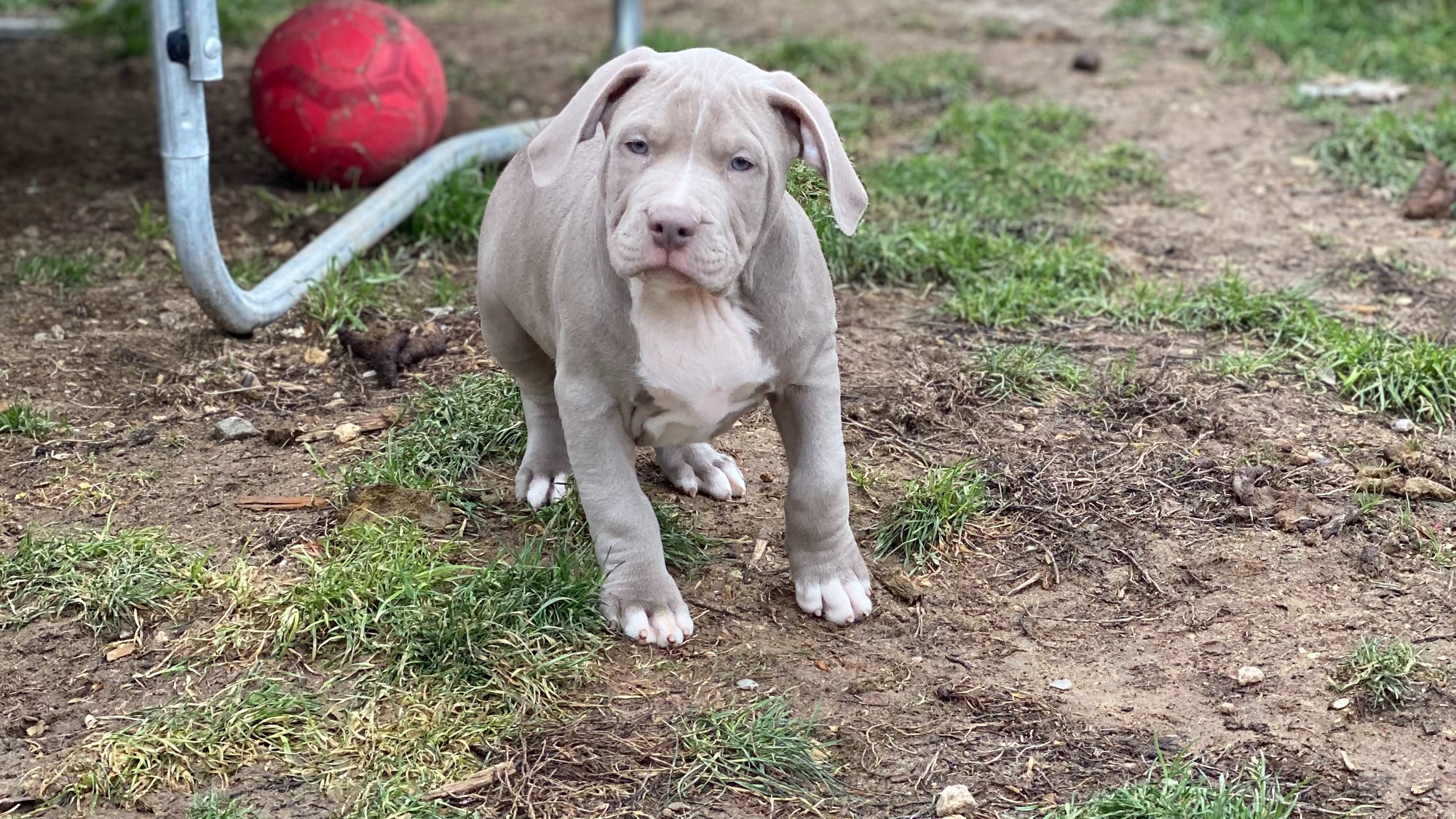 Chiot mâle bully xl Chiot mâle bully xl