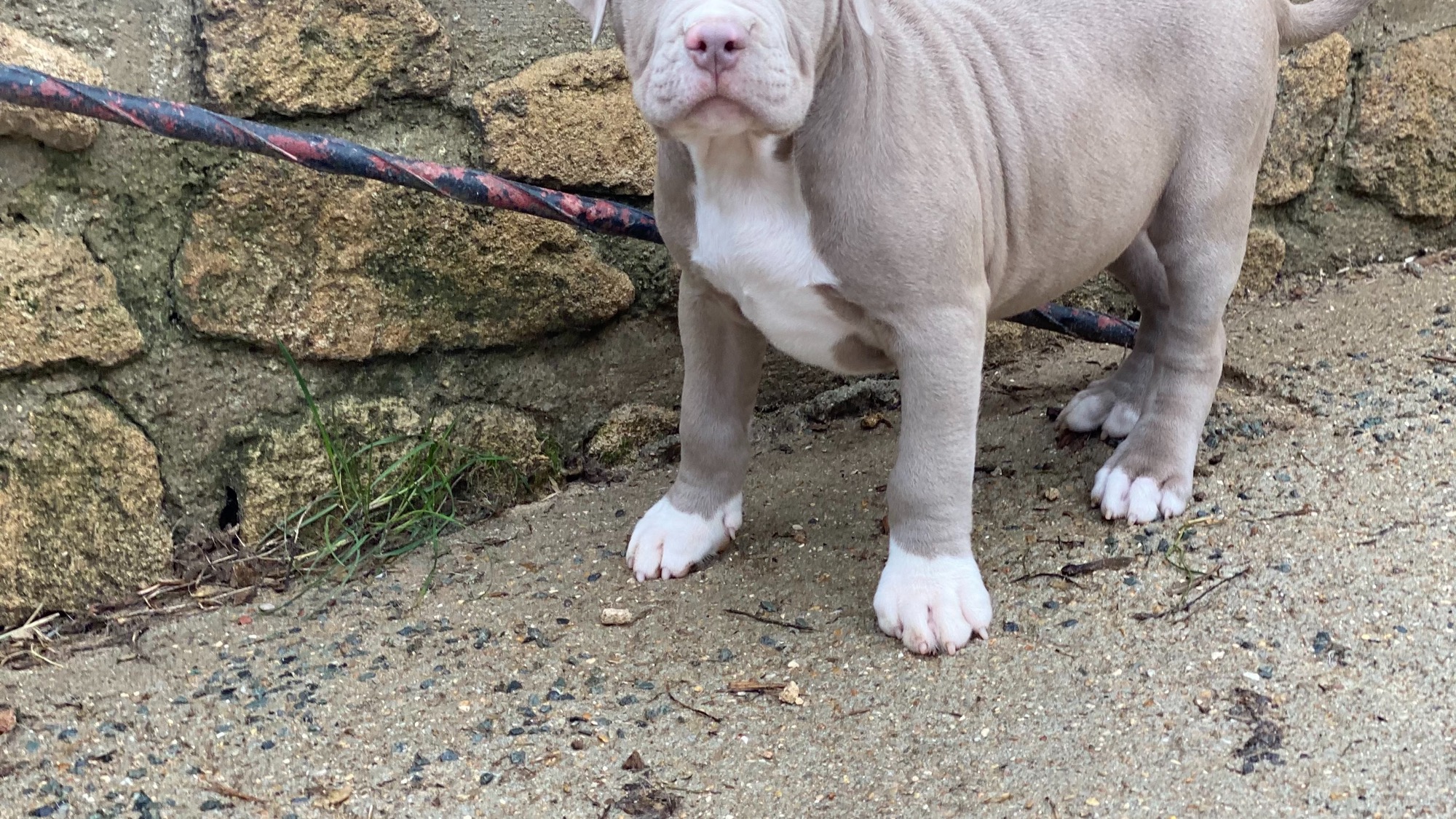 Chiot mâle bully xl Chiot mâle bully xl