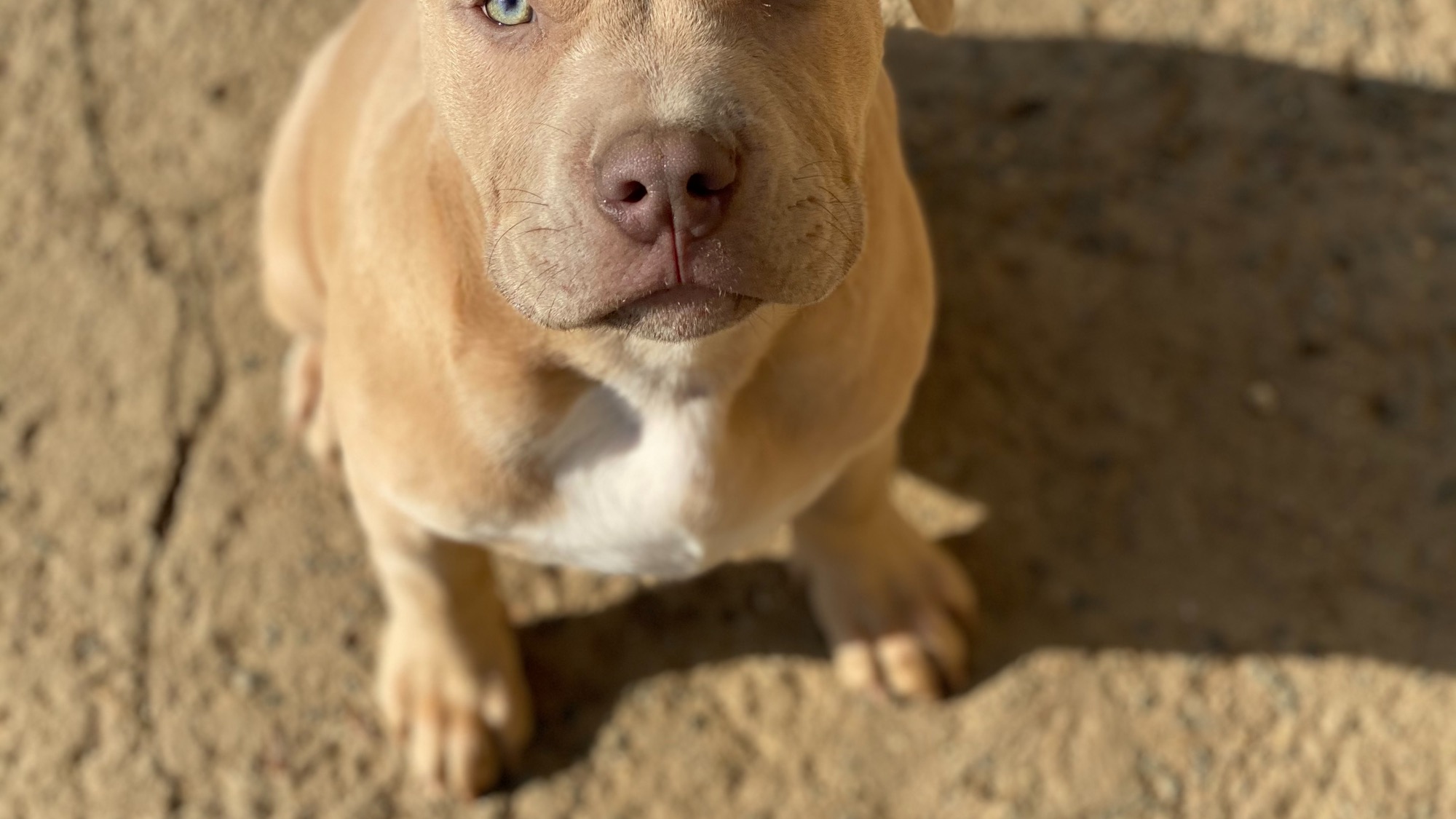 Chiot mâle bully xl Chiot mâle bully xl