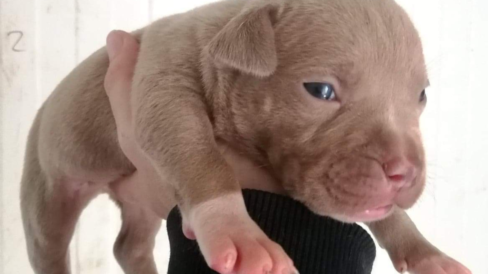 Chiot mâle bully xl Chiot mâle bully xl