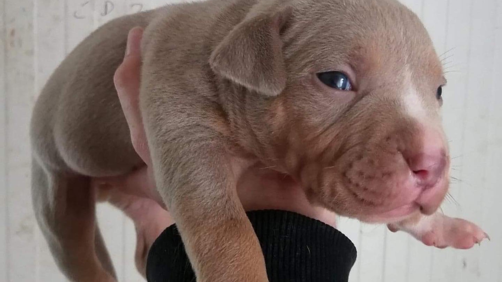 Chiot mâle bully xl Chiot mâle bully xl