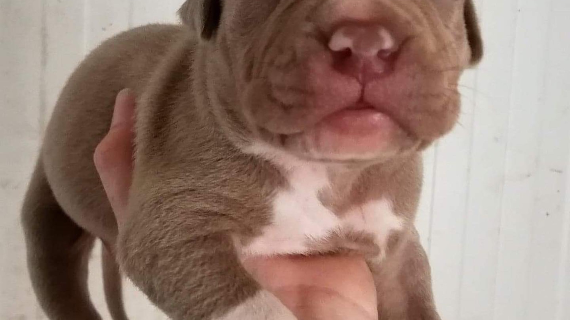 Chiot mâle bully xl Chiot mâle bully xl