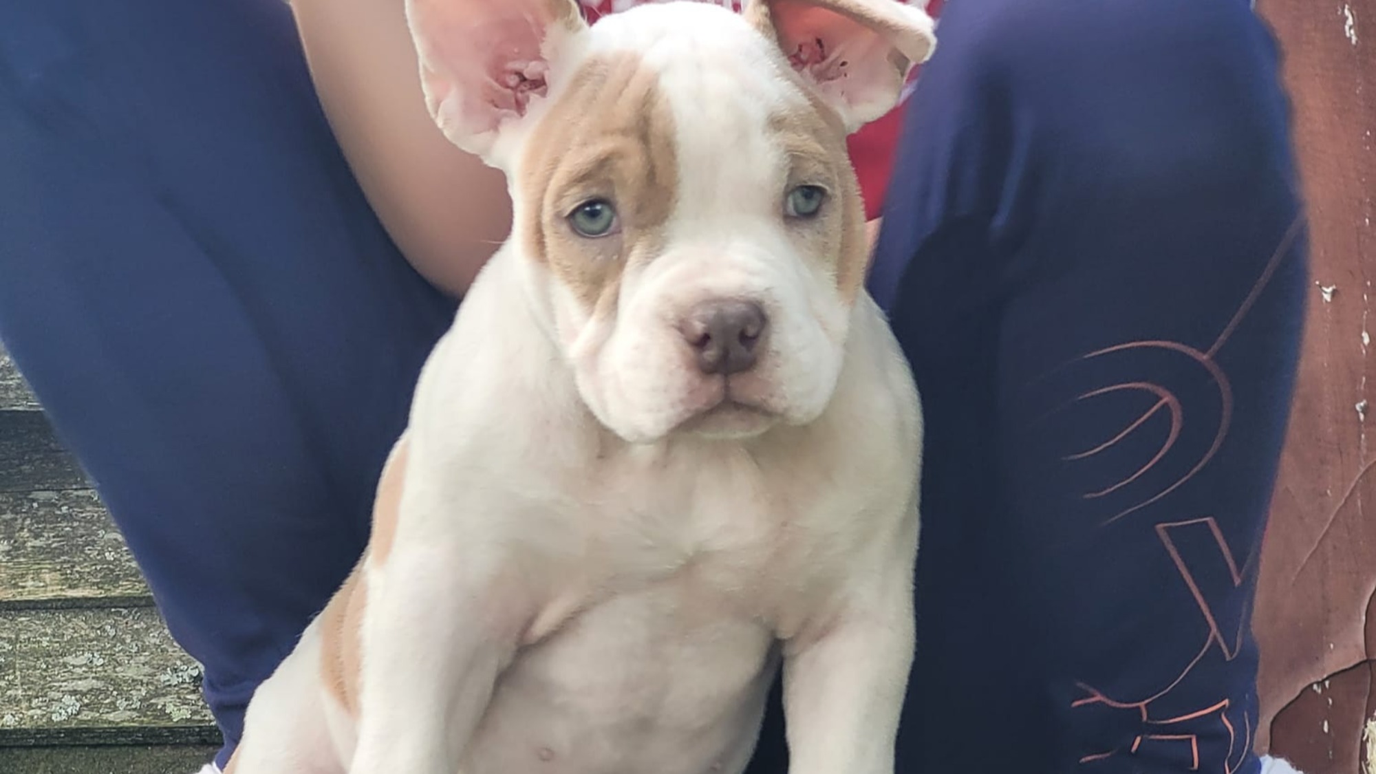 Chiot femelle bully micro lilac merle Chiot femelle bully micro merle lilac merle aux yeux bleus