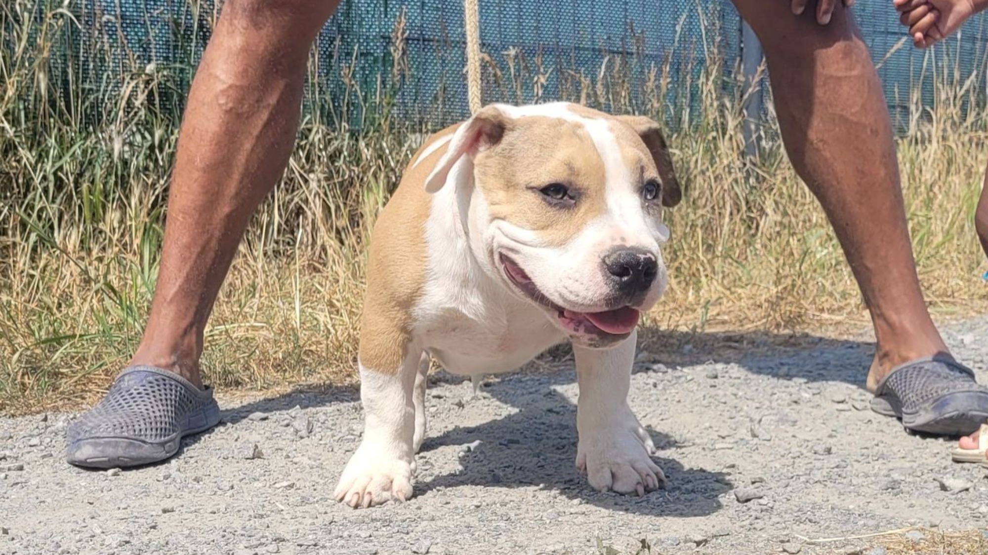 Chiot mâle bully micro fawn merle Chiot mâle bully micro merle fawn merle