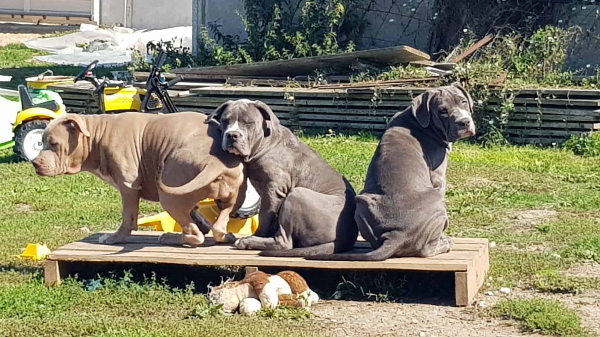 Doris femelle bully xl bleue Chiot femelle bully xl bleue