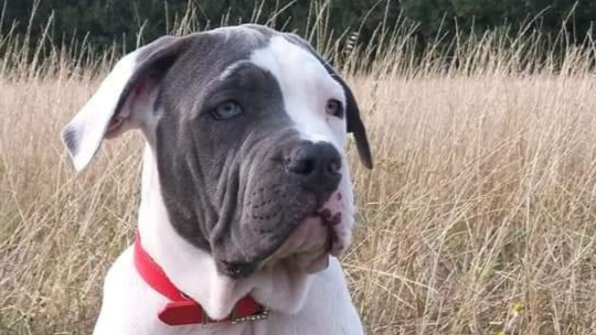 One femelle bully xl blanc-bleu Chiot femelle bully xl blanc-bleu
