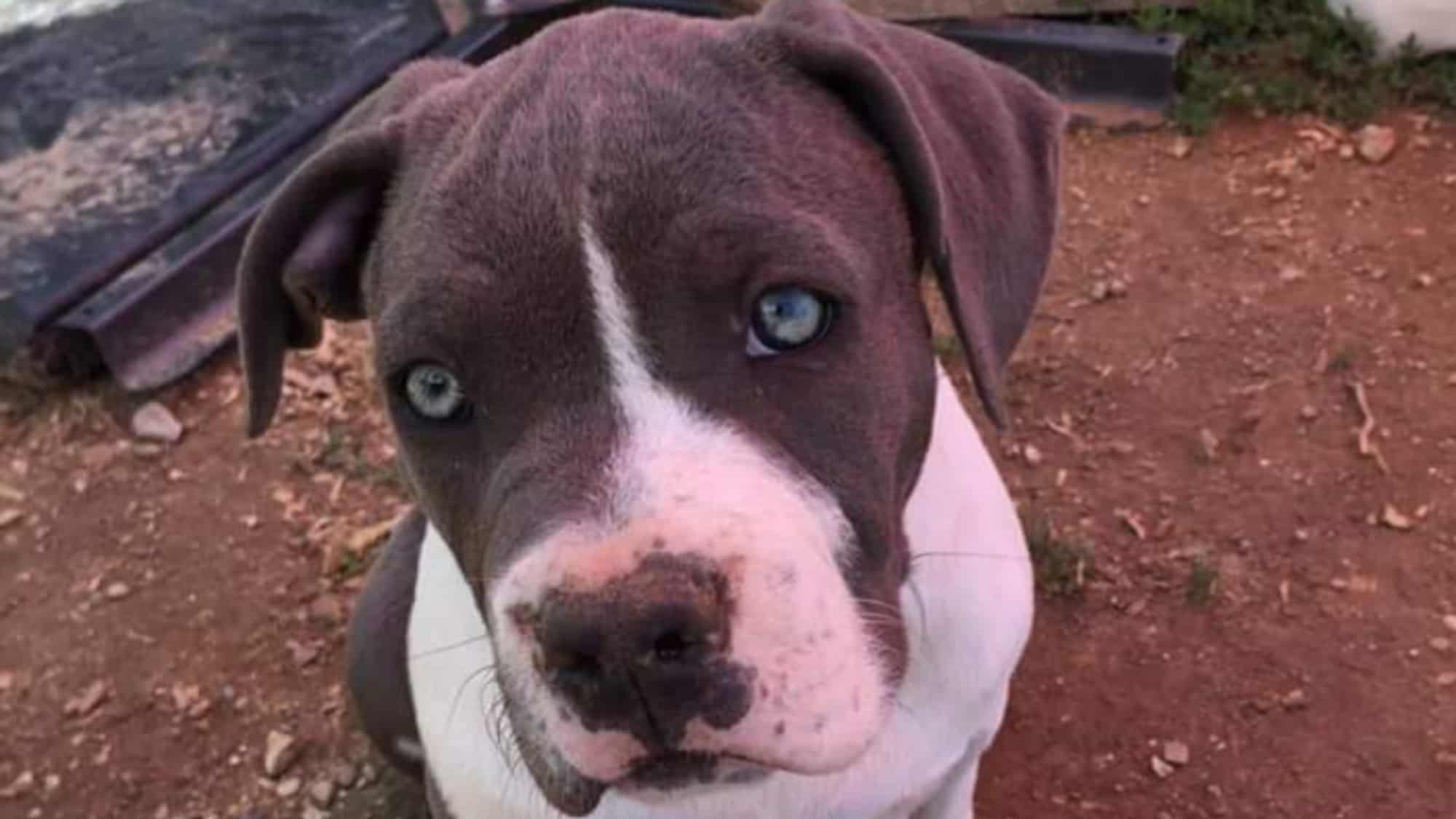 Lova femelle bully xl blanc-bleu Chiot femelle bully xl blanc-bleu