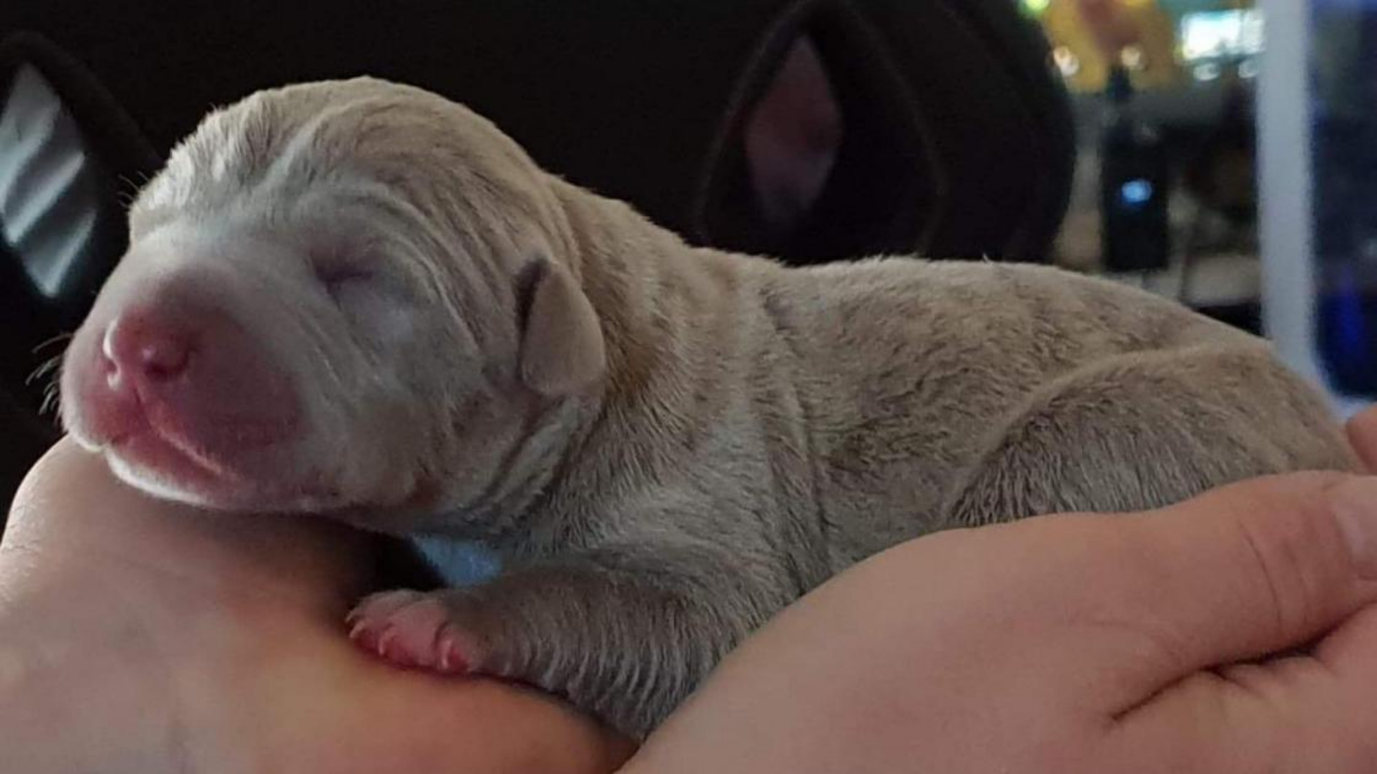 Chiot femelle bully xl lilac Chiot femelle bully xl lilac