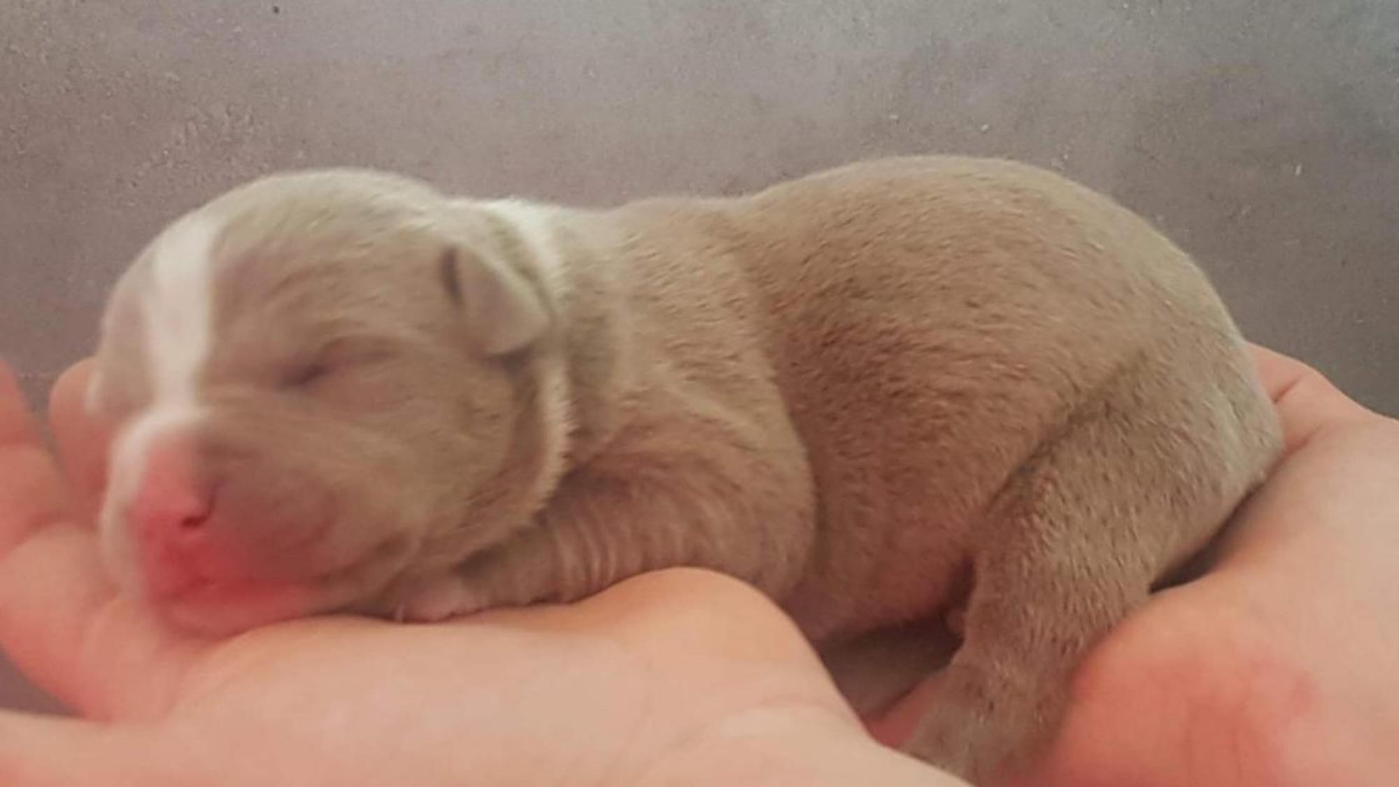 Chiot femelle bully xl champagne-blanc Chiot femelle bully xl champagne-blanc