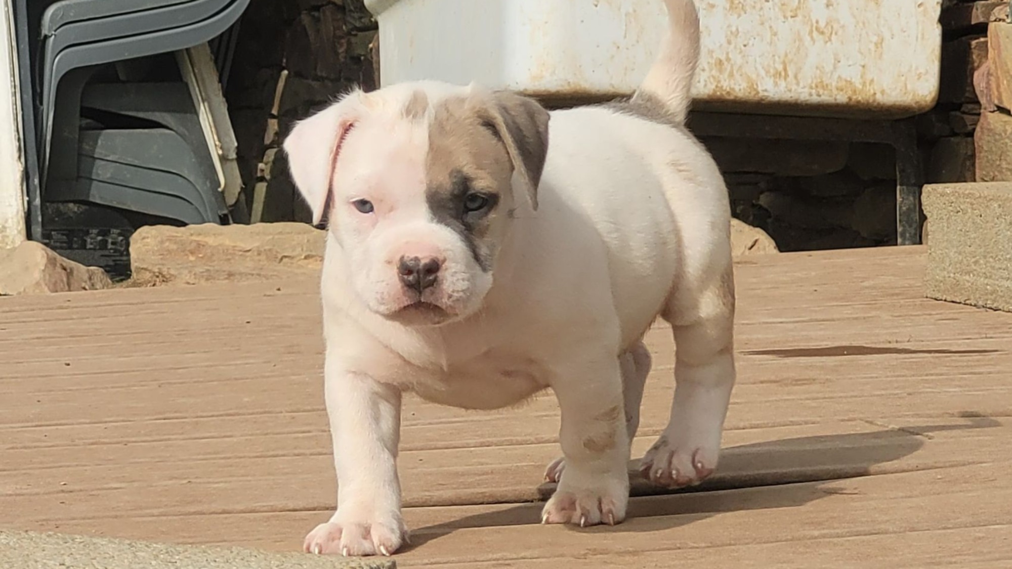 Chiot femelle bully xl blanche blue fawn aux yeux bleus