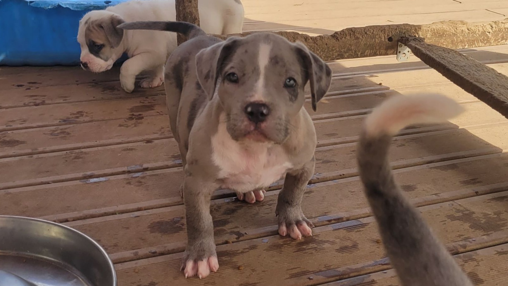 Chiot femelle bully xl silver merle Chiot femelle bully xl merle silver merle