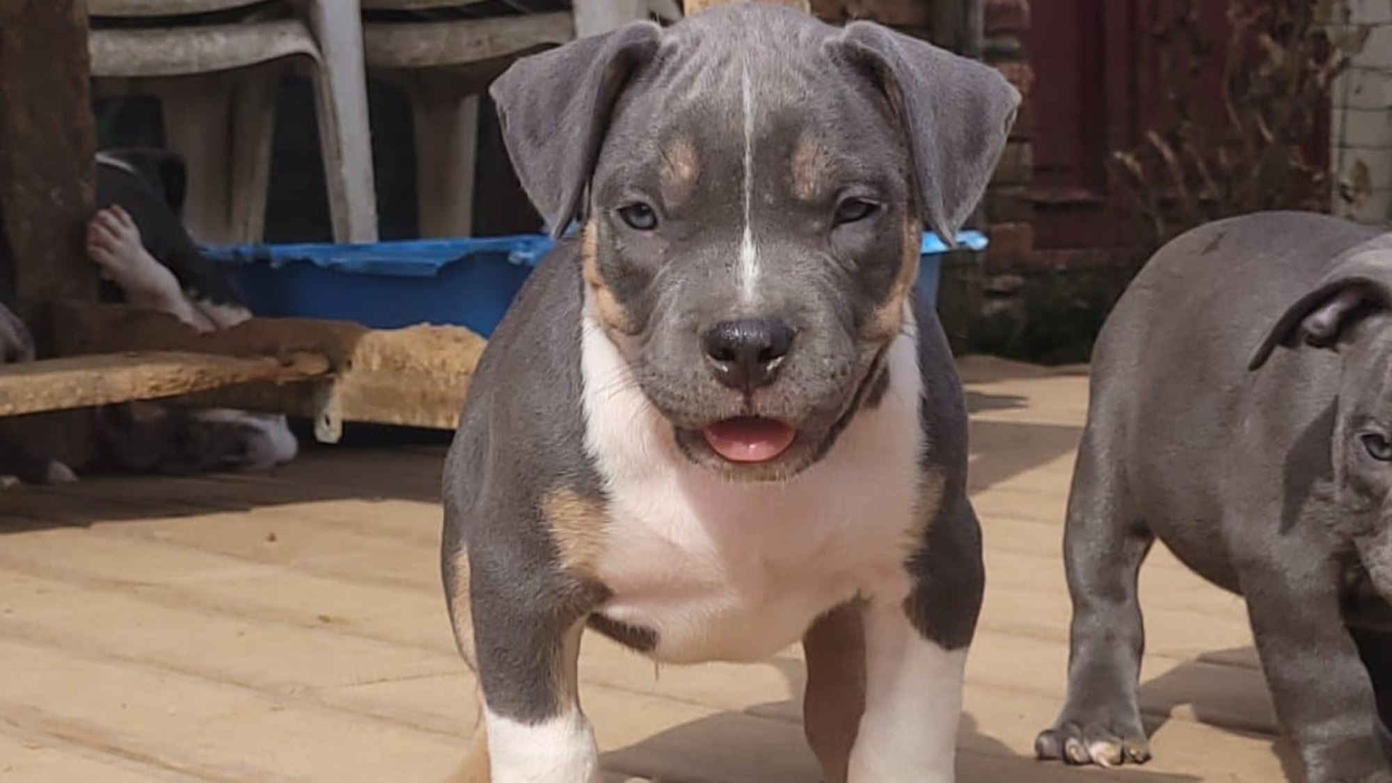Chiot mâle bully xl trico bleu Chiot mâle bully xl trico trico bleu