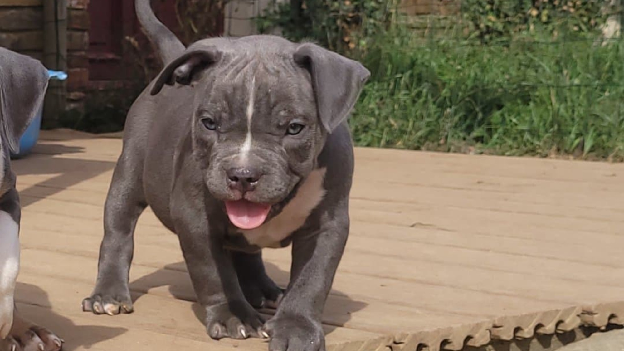 Chiot mâle bully xl bleue Chiot mâle bully xl bleue
