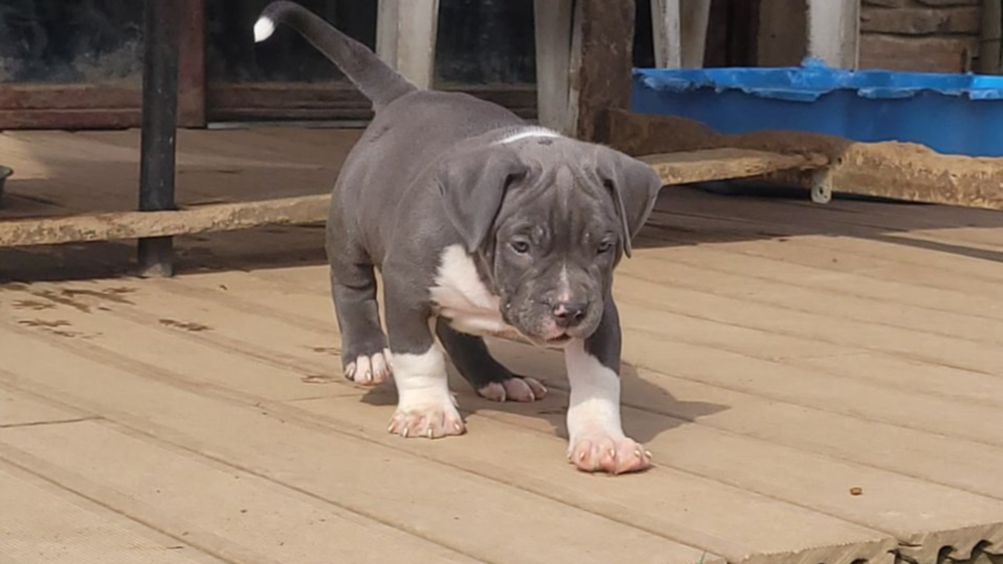 Chiot mâle bully xl bleue Chiot mâle bully xl bleue