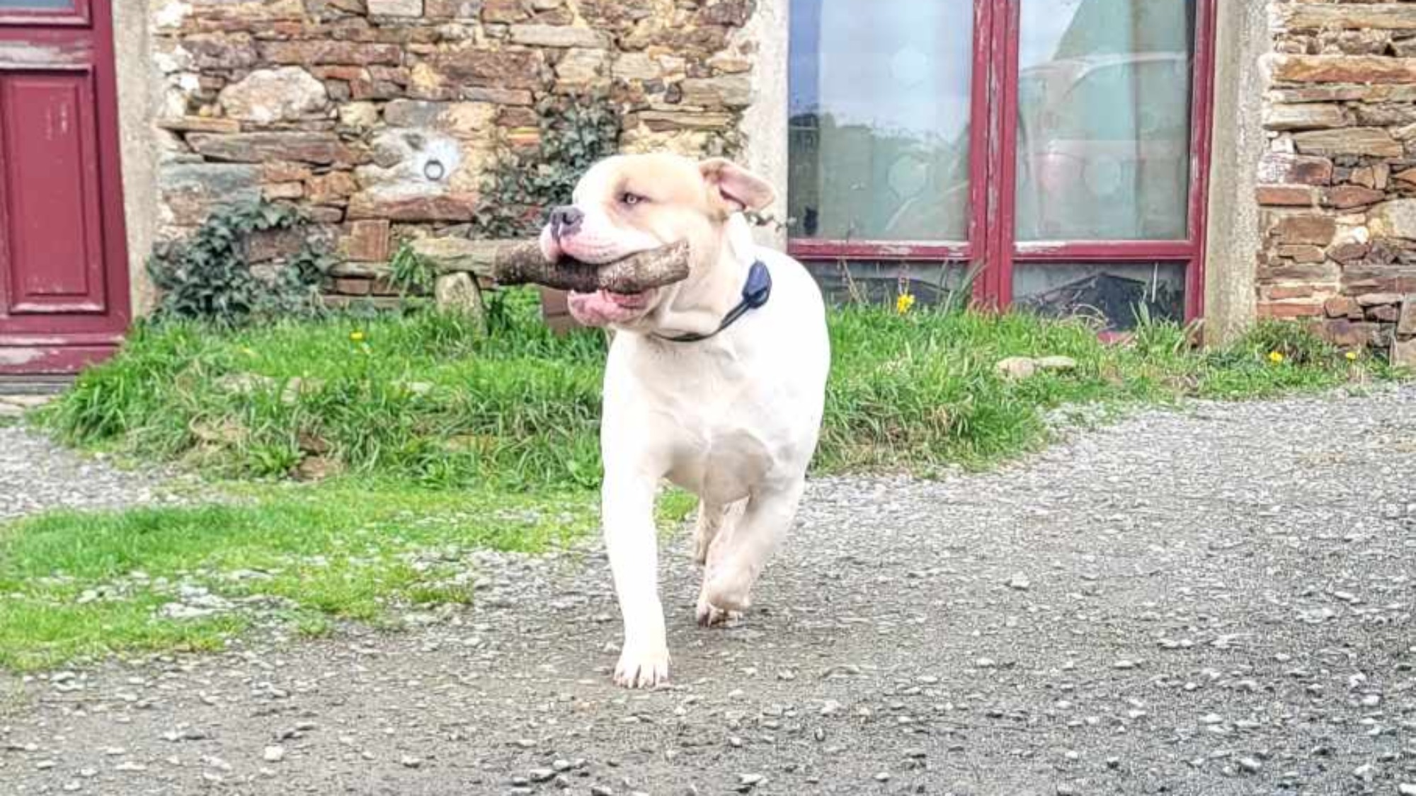 Chiot mâle bully xl blanche blue fawn aux yeux bleus
