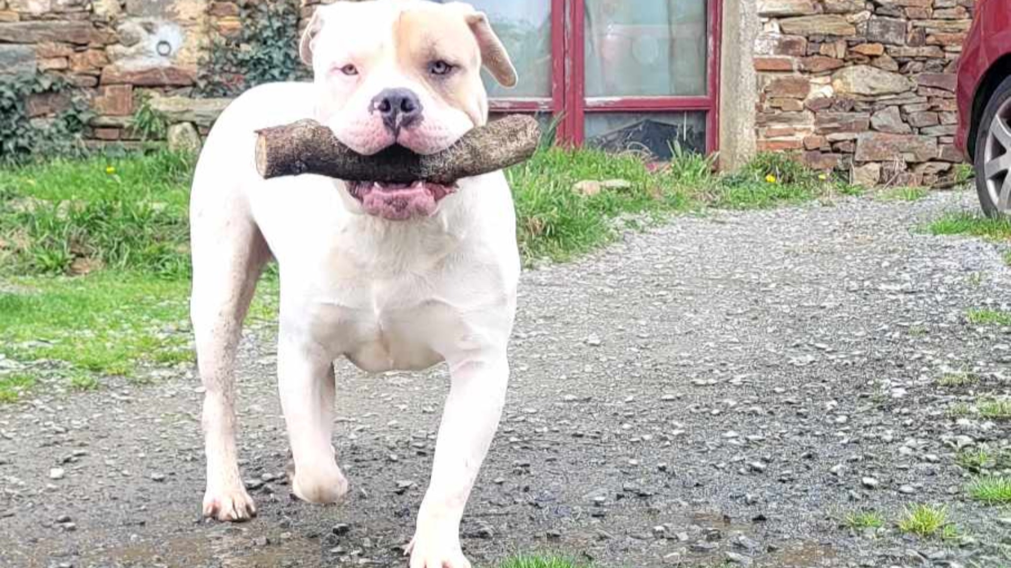 Chiot mâle bully xl blanche blue fawn aux yeux bleus