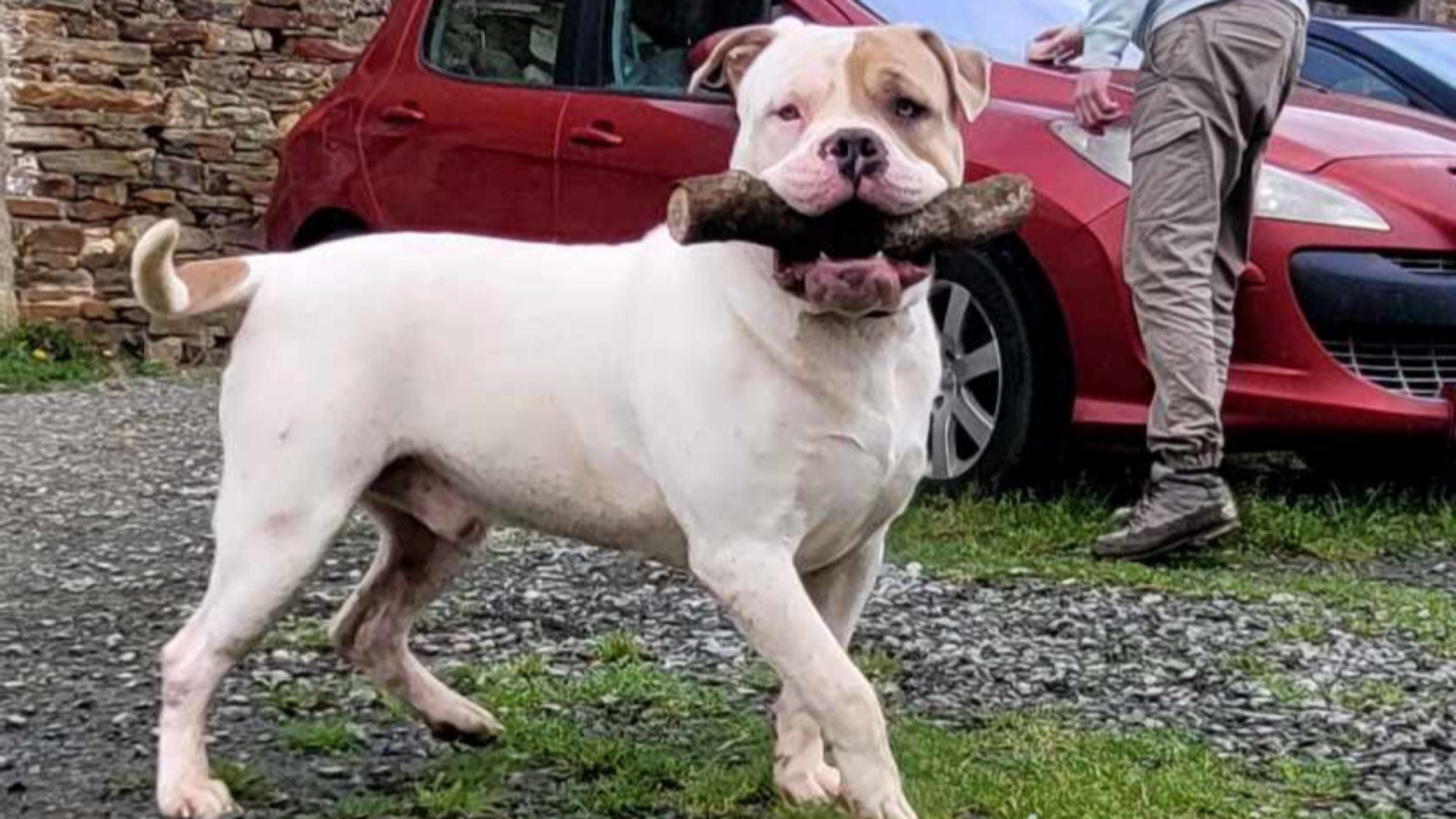 Chiot mâle bully xl blanche blue fawn