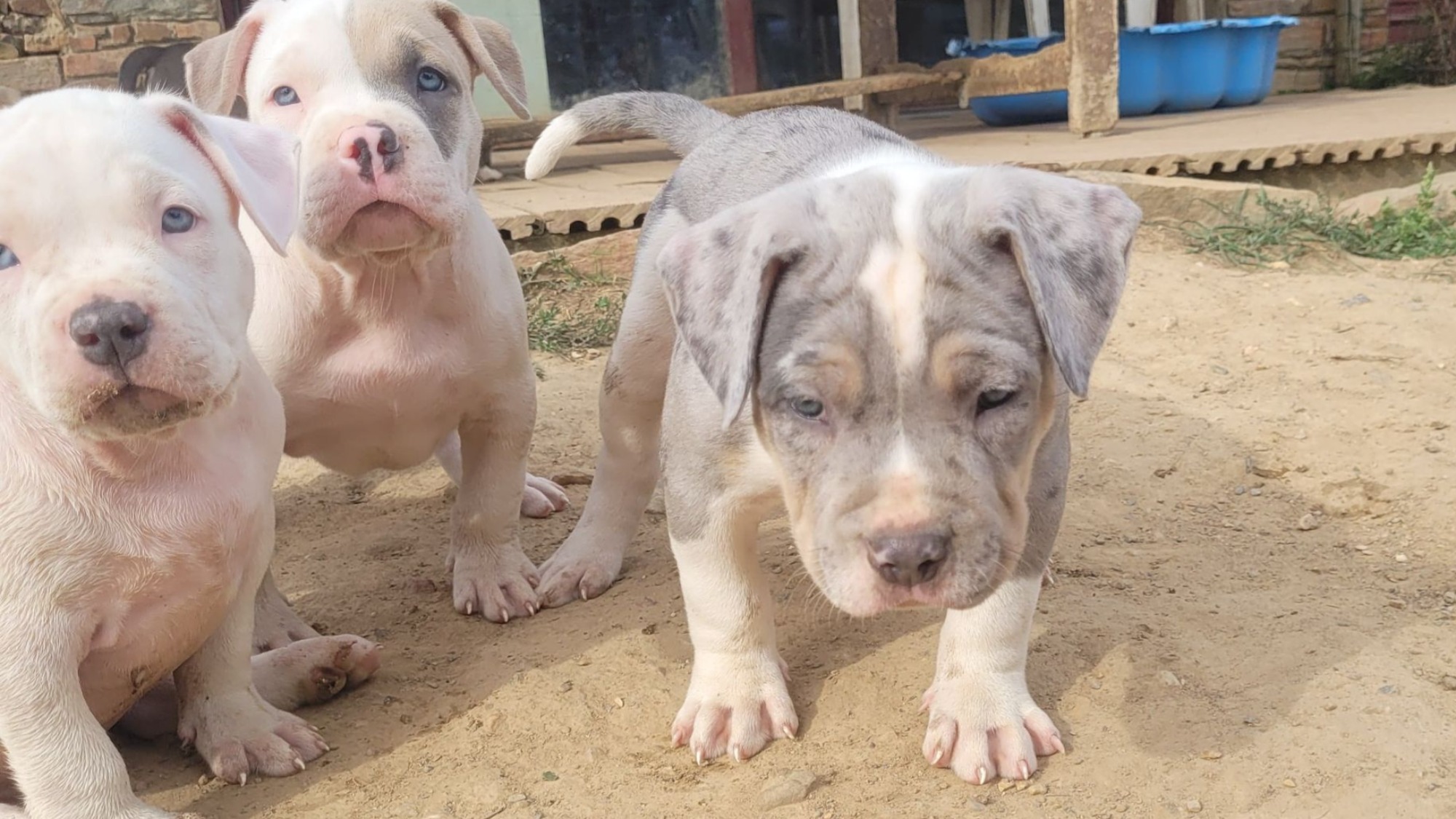 Chiot mâle bully xl trico silver merle Chiot mâle bully xl trico merle trico silver merle