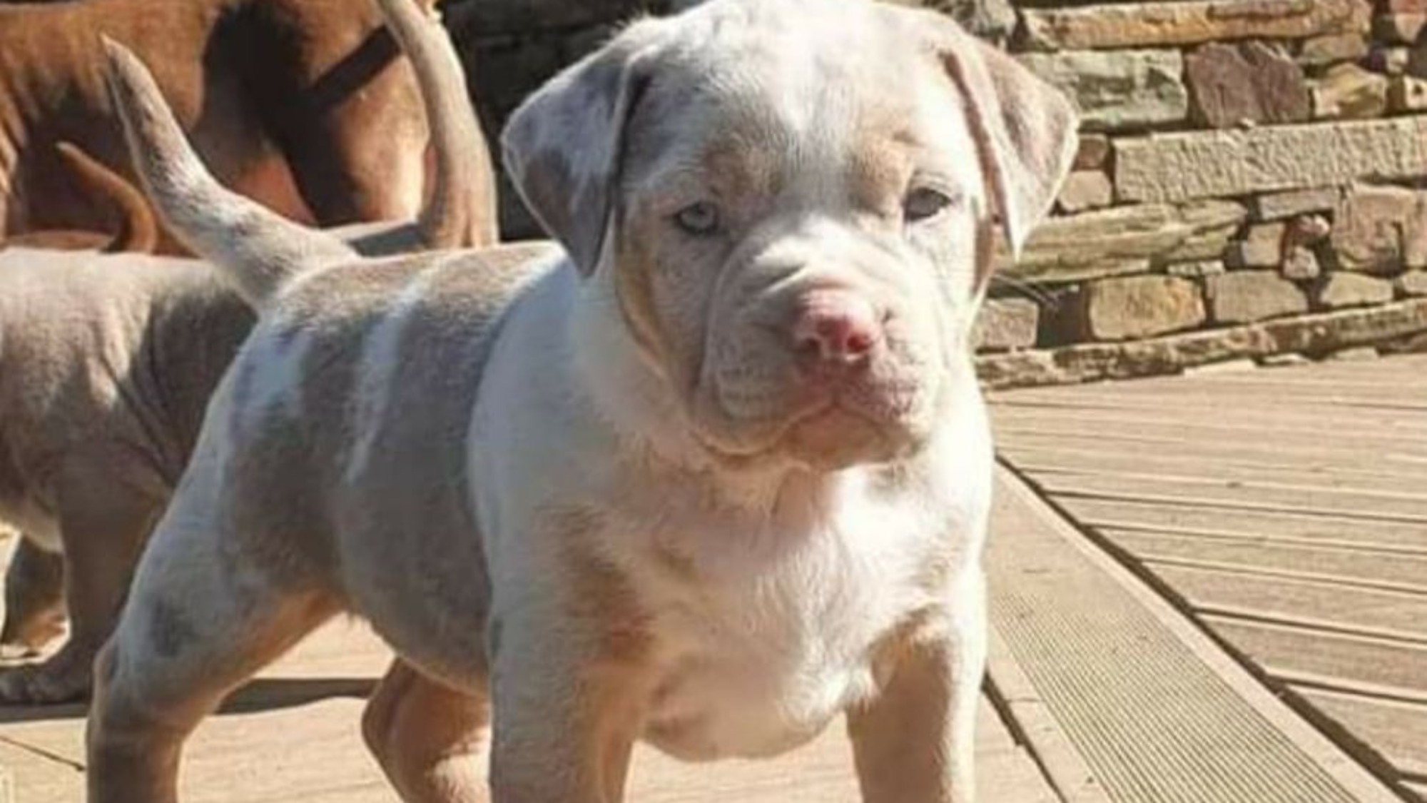 Chiot femelle bully xl lilac tri merle Chiot femelle bully xl trico merle lilac tri merle