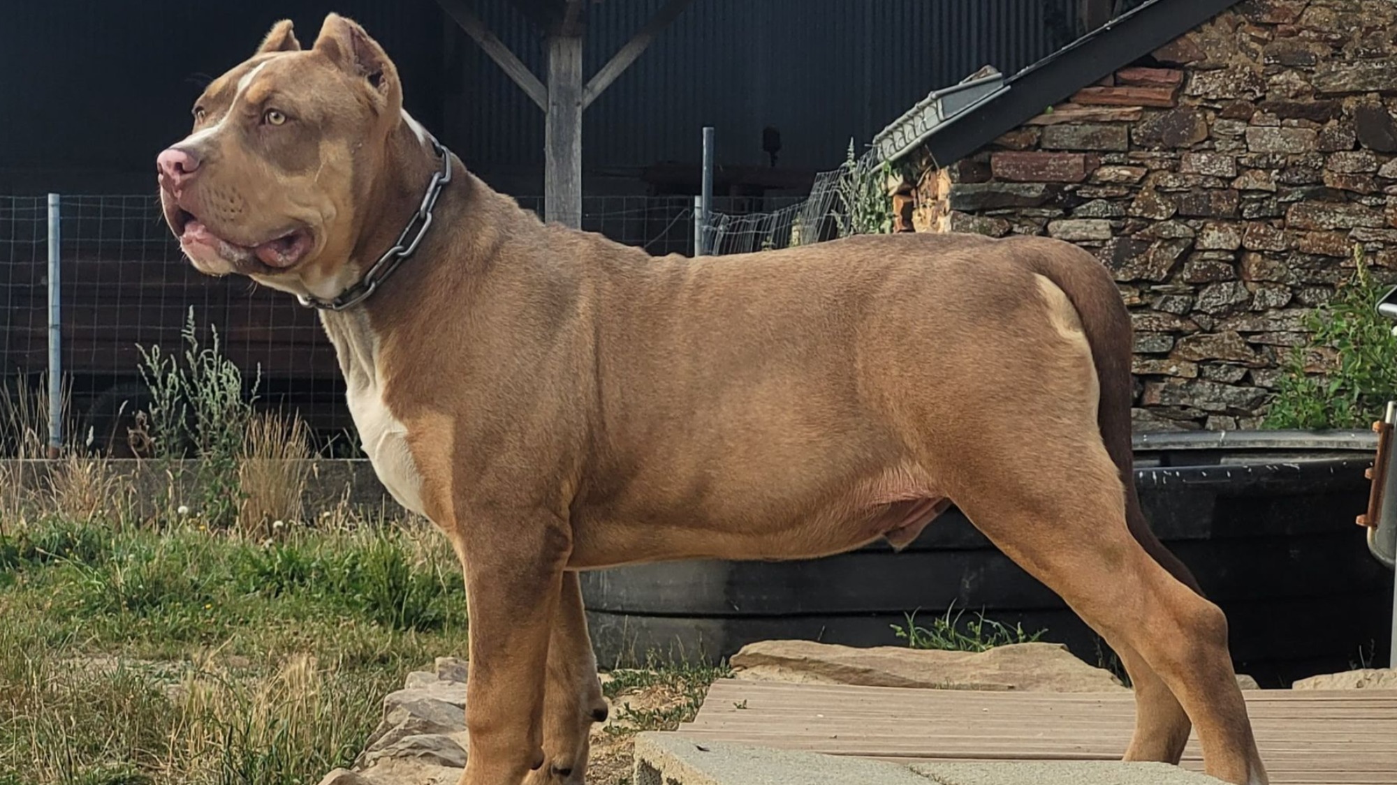 Chiot mâle bully xl trico choco Chiot mâle bully xl trico trico choco