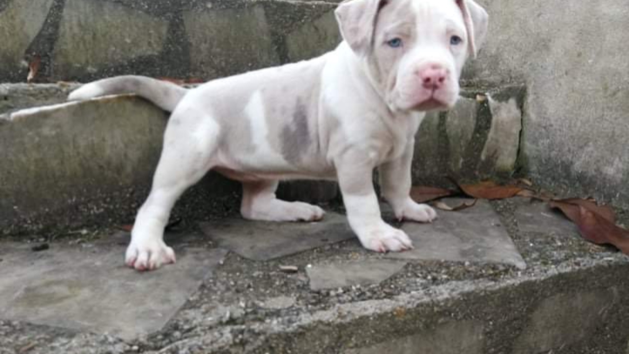 Chiot femelle bully xl Chiot femelle bully xl
