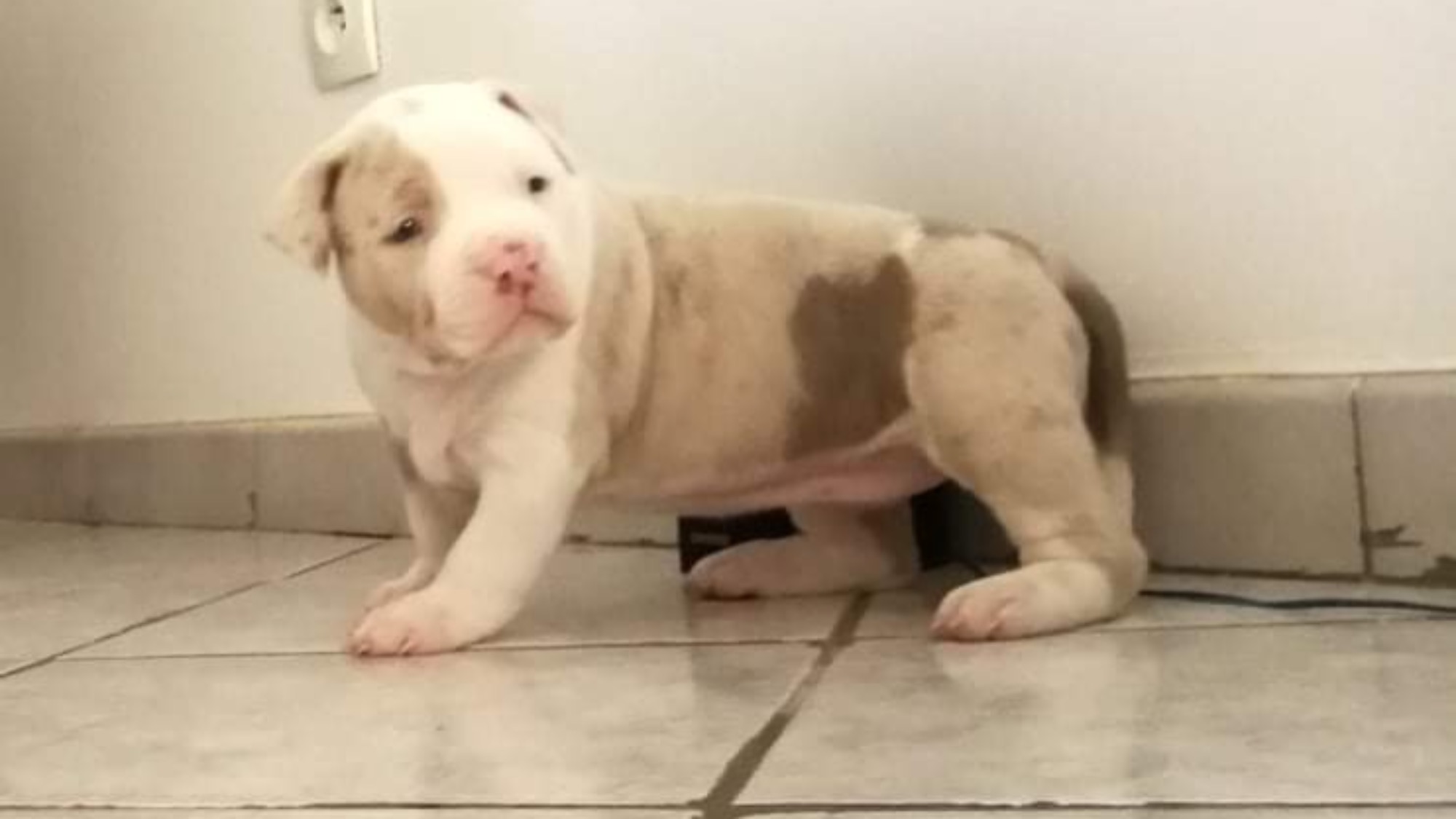 Chiot femelle bully xl Chiot femelle bully xl