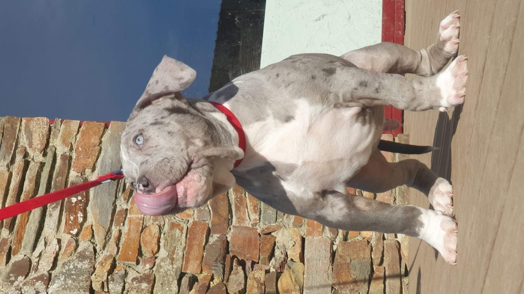 Chiot mâle bully xl bleu merle Chiot mâle bully xl merle bleu merle